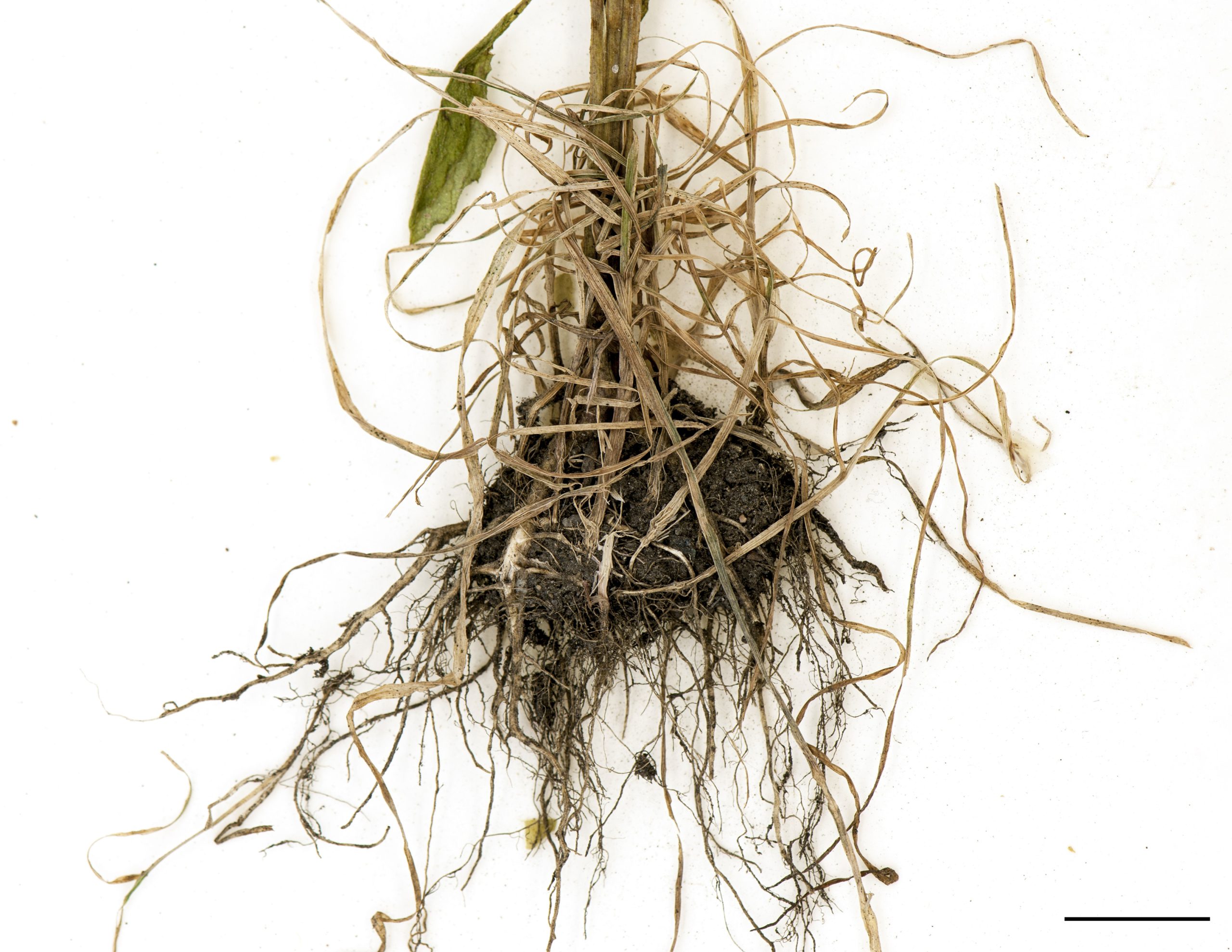 Racines fasciculées.