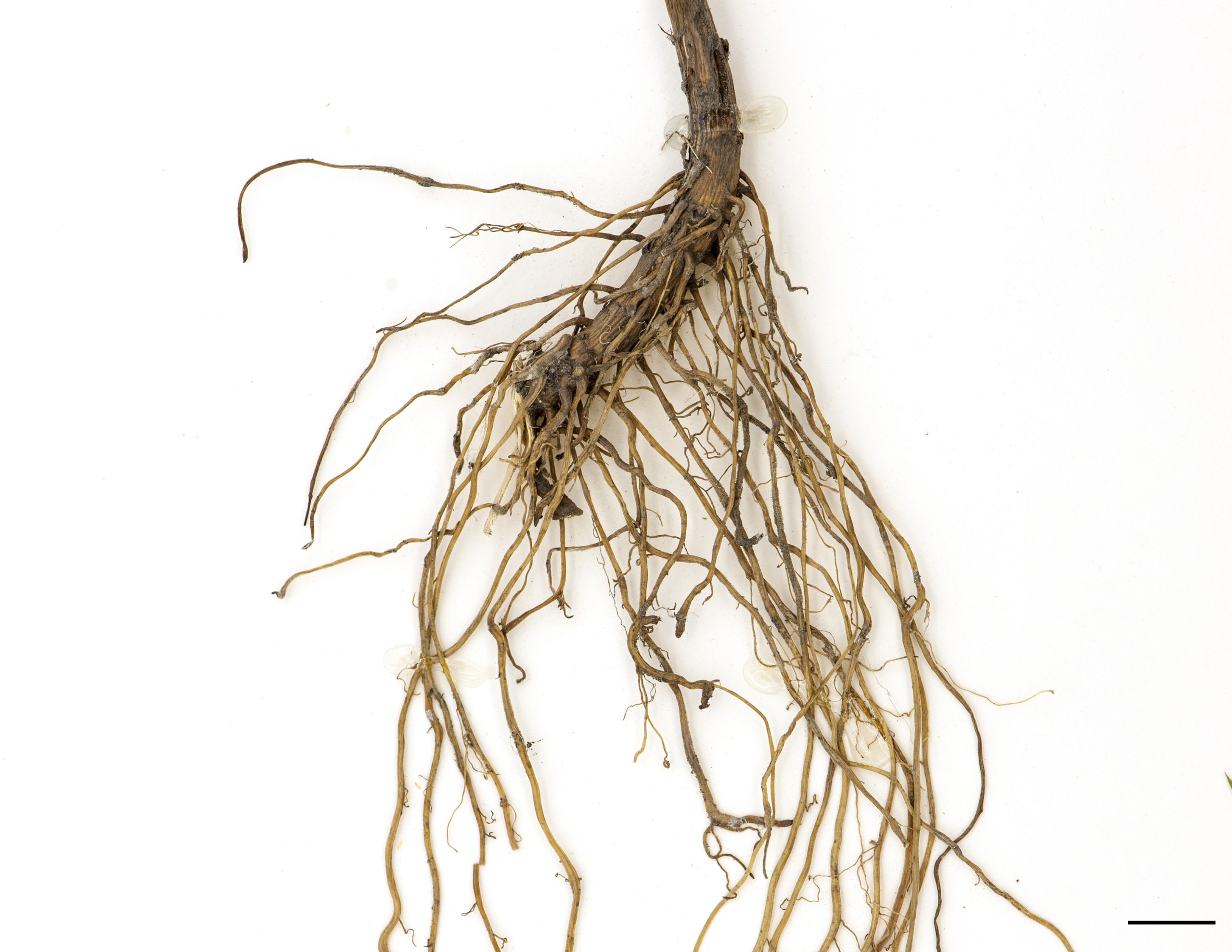 Rhizome court et fort, racines fasciculées.