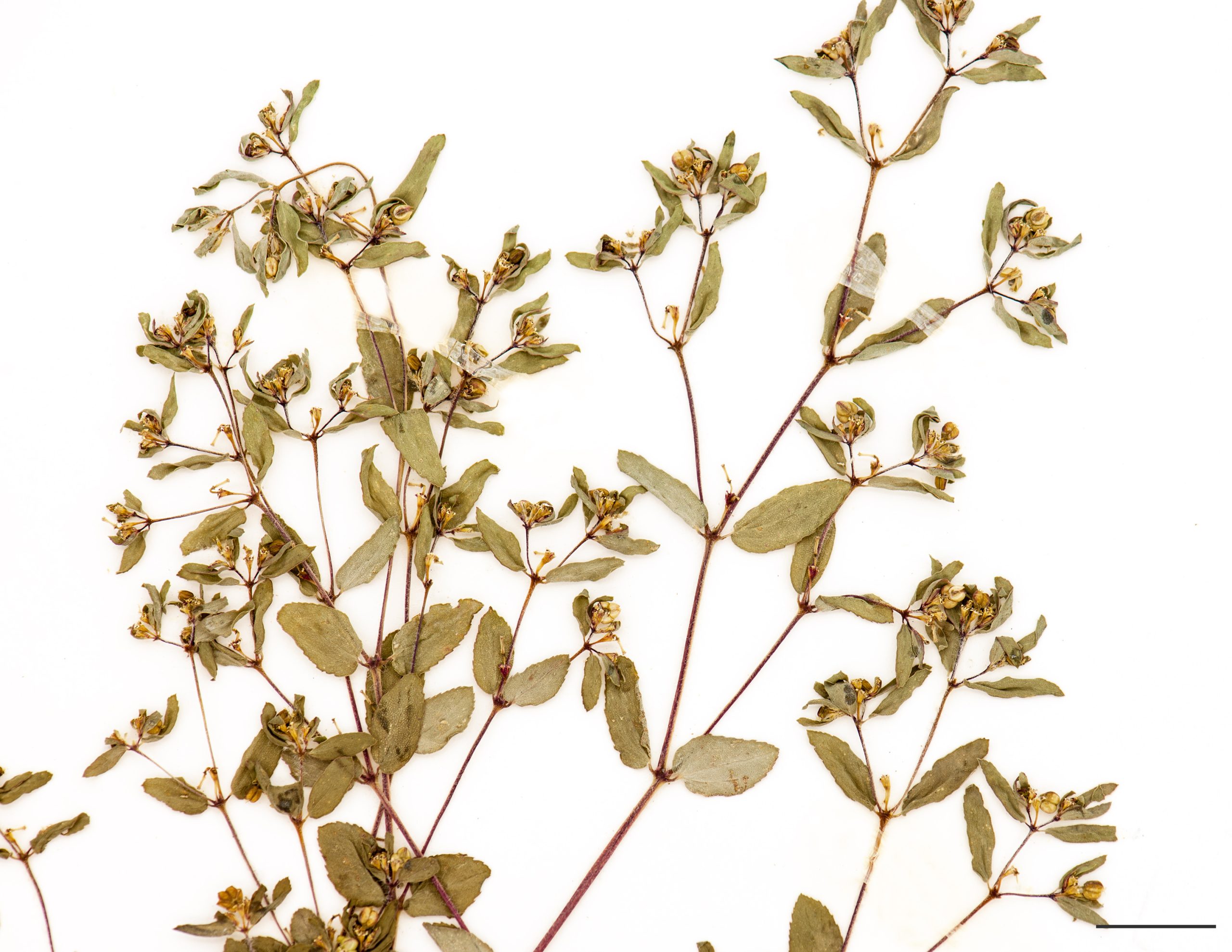 Fleurs nombreuses, peu apparentes, disposées à l’aisselle des feuilles et des rameaux.