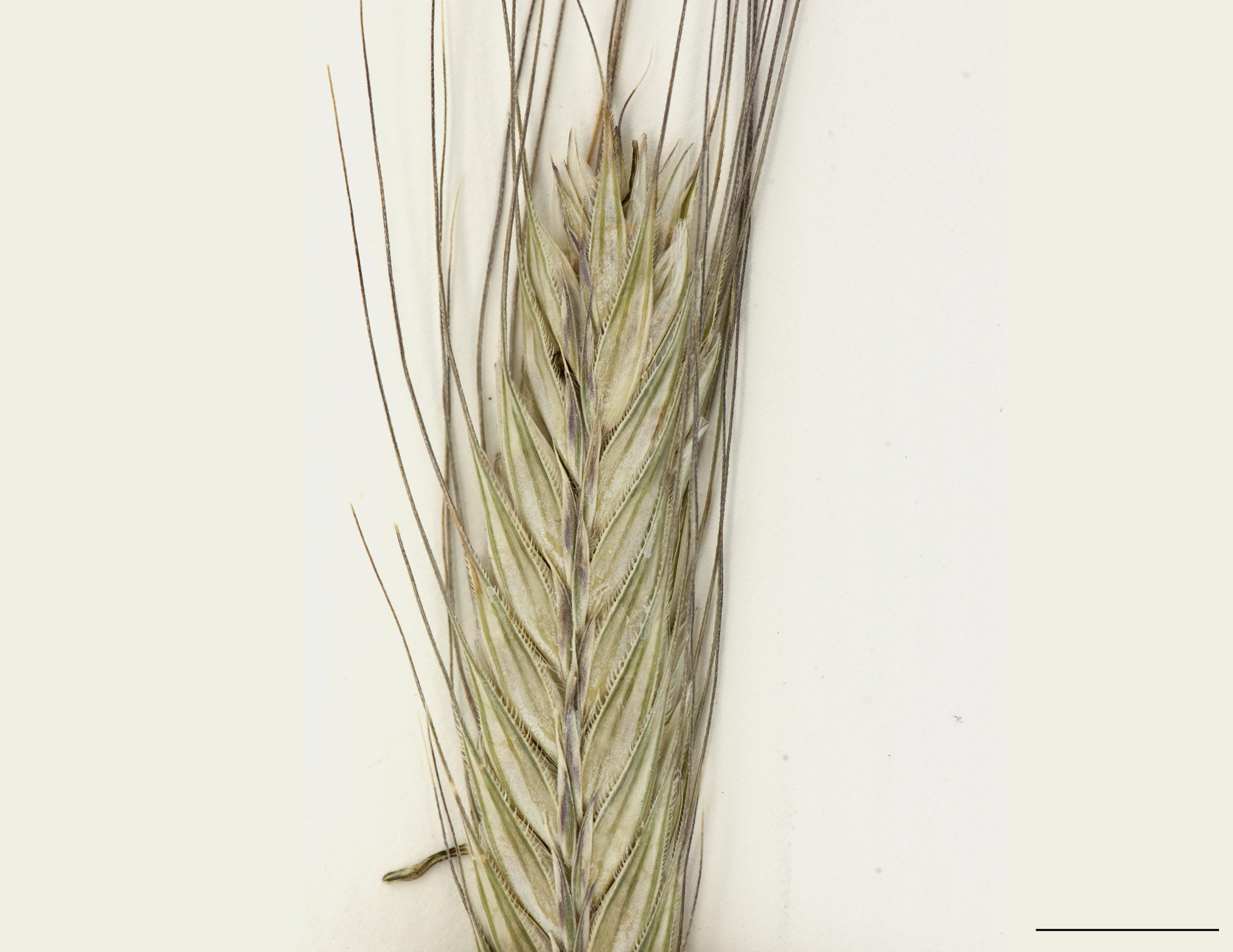 Section d'un épi, épillets terminés par une arête.