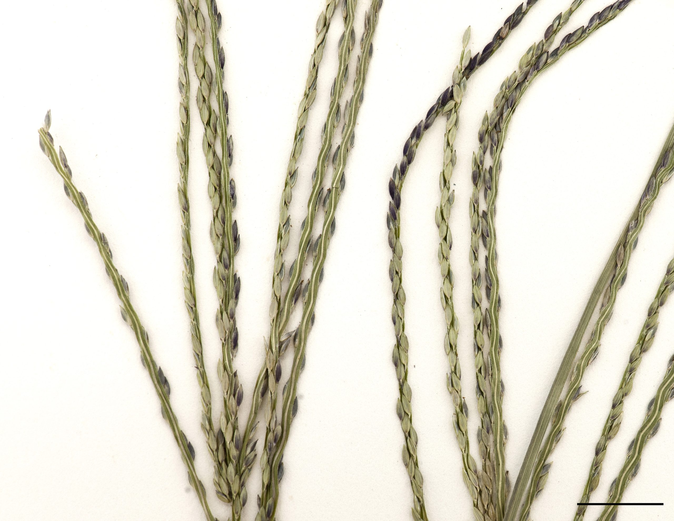 Branches des inflorescences et épillets