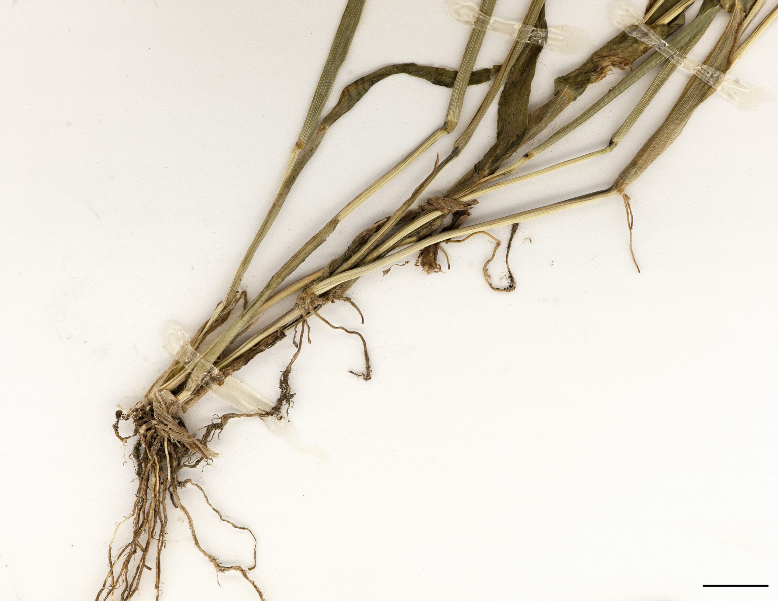 Racines présentes aux nœuds à la base des tiges