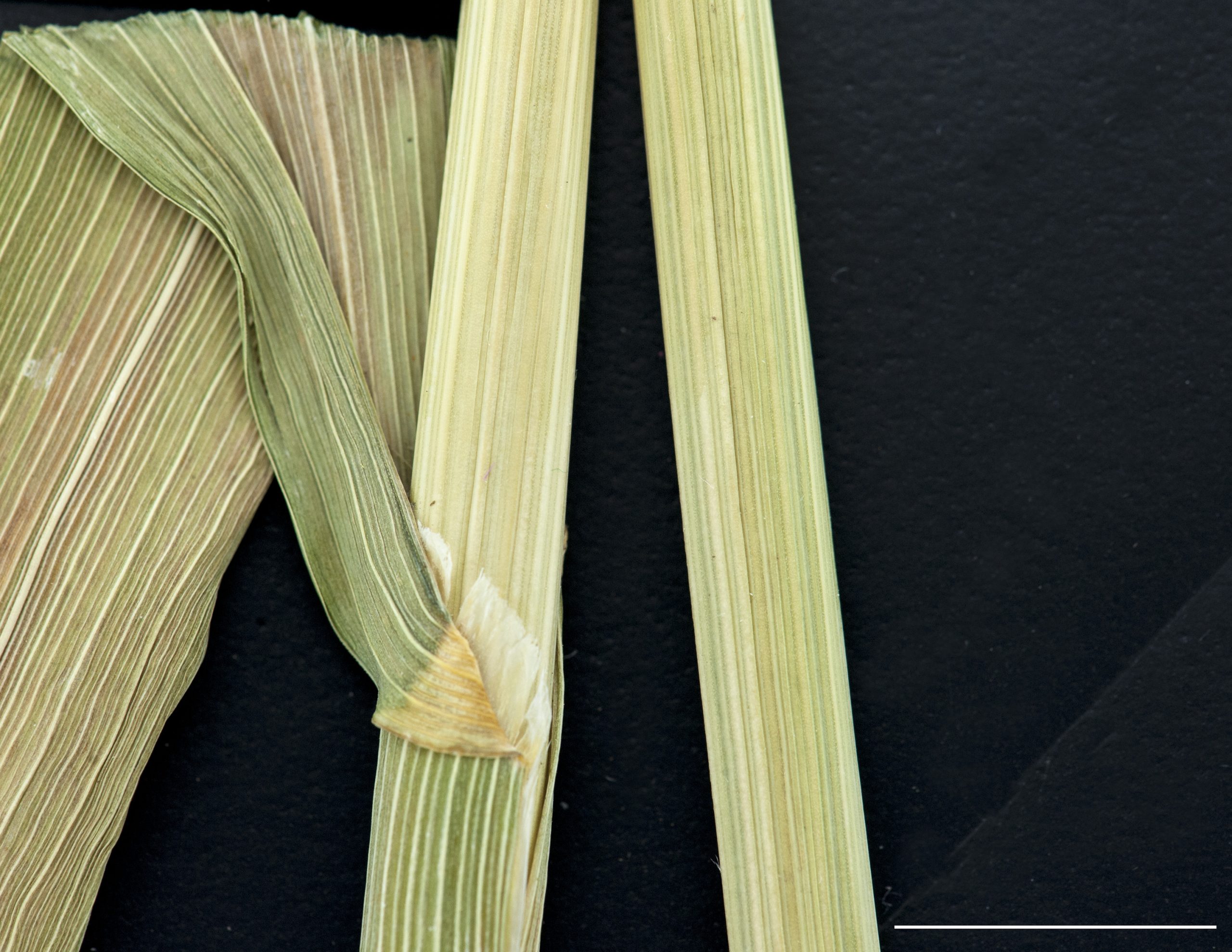 Zone du collet, ligule membraneuse.