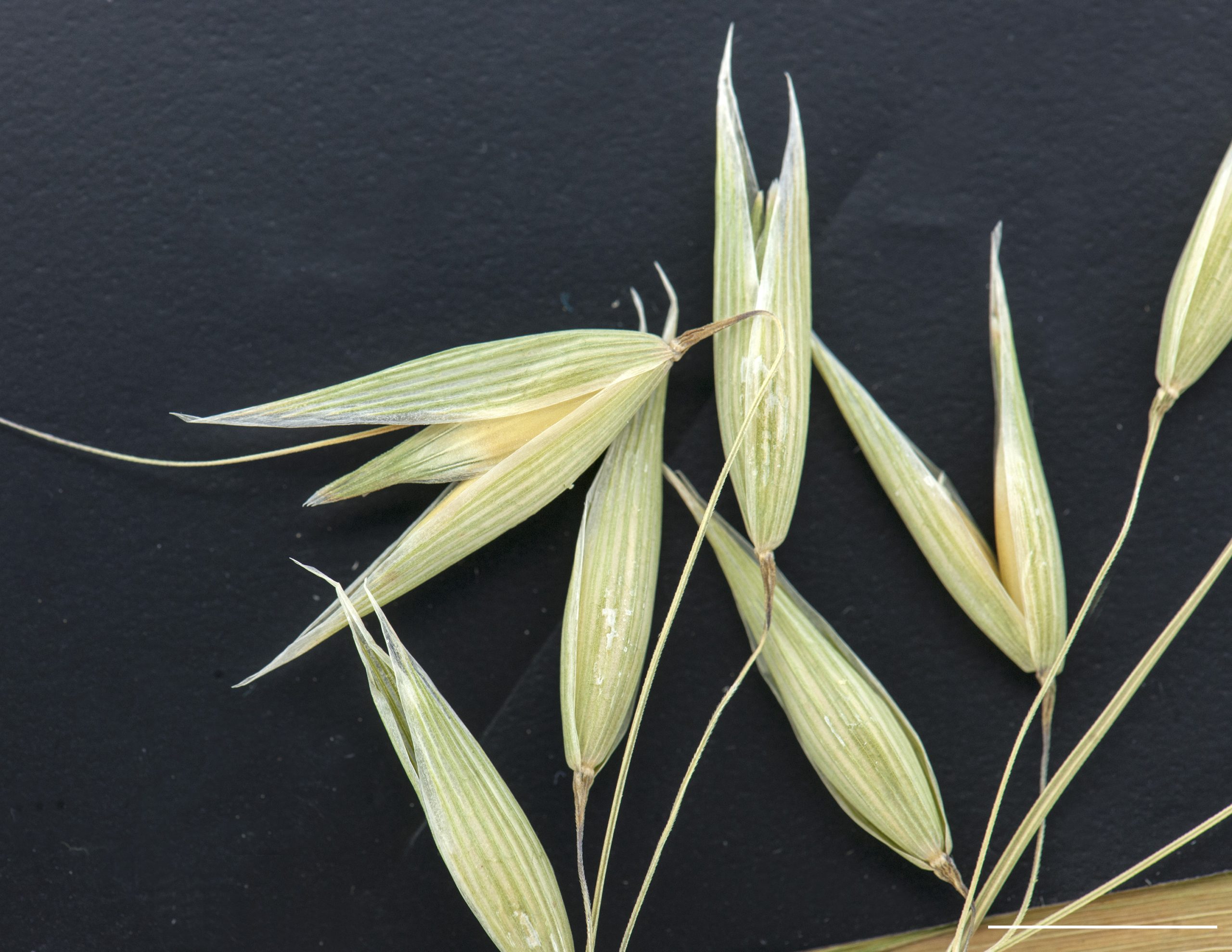 Plusieurs épillets, glumes portant plusieurs nervures, arête droite.