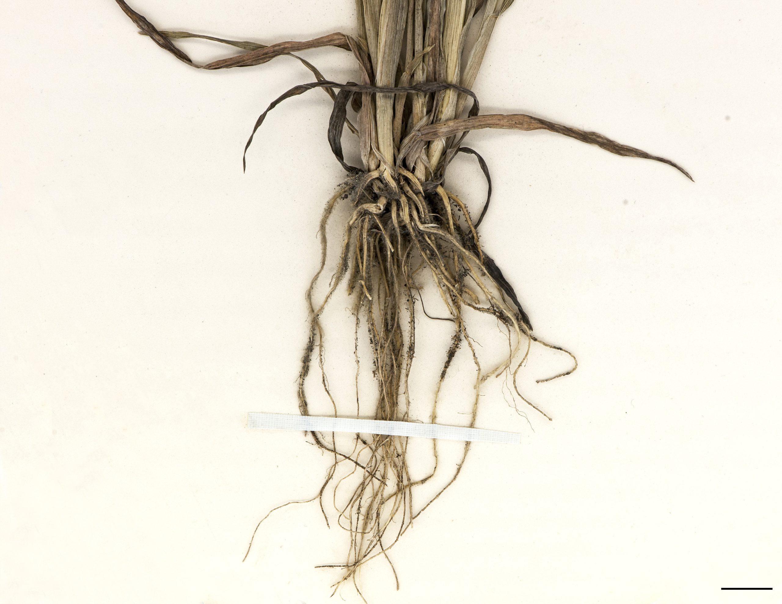 Racines fasciculées.