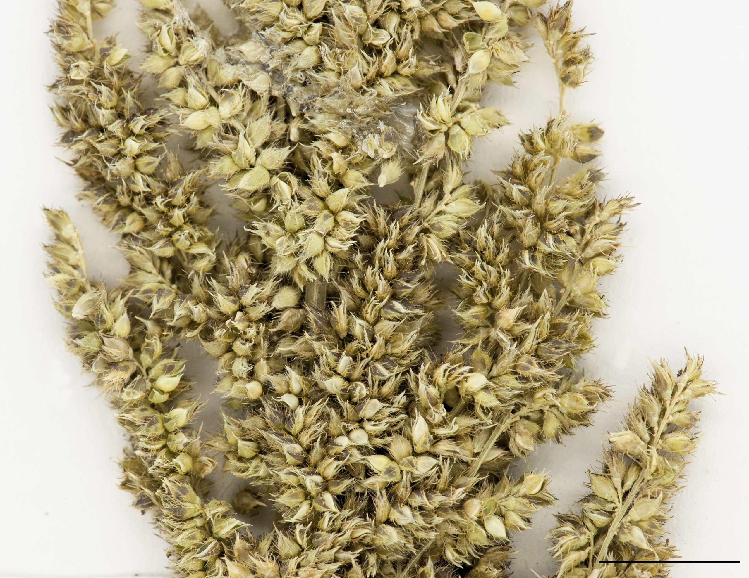 Épillets portant des arêtes courtes