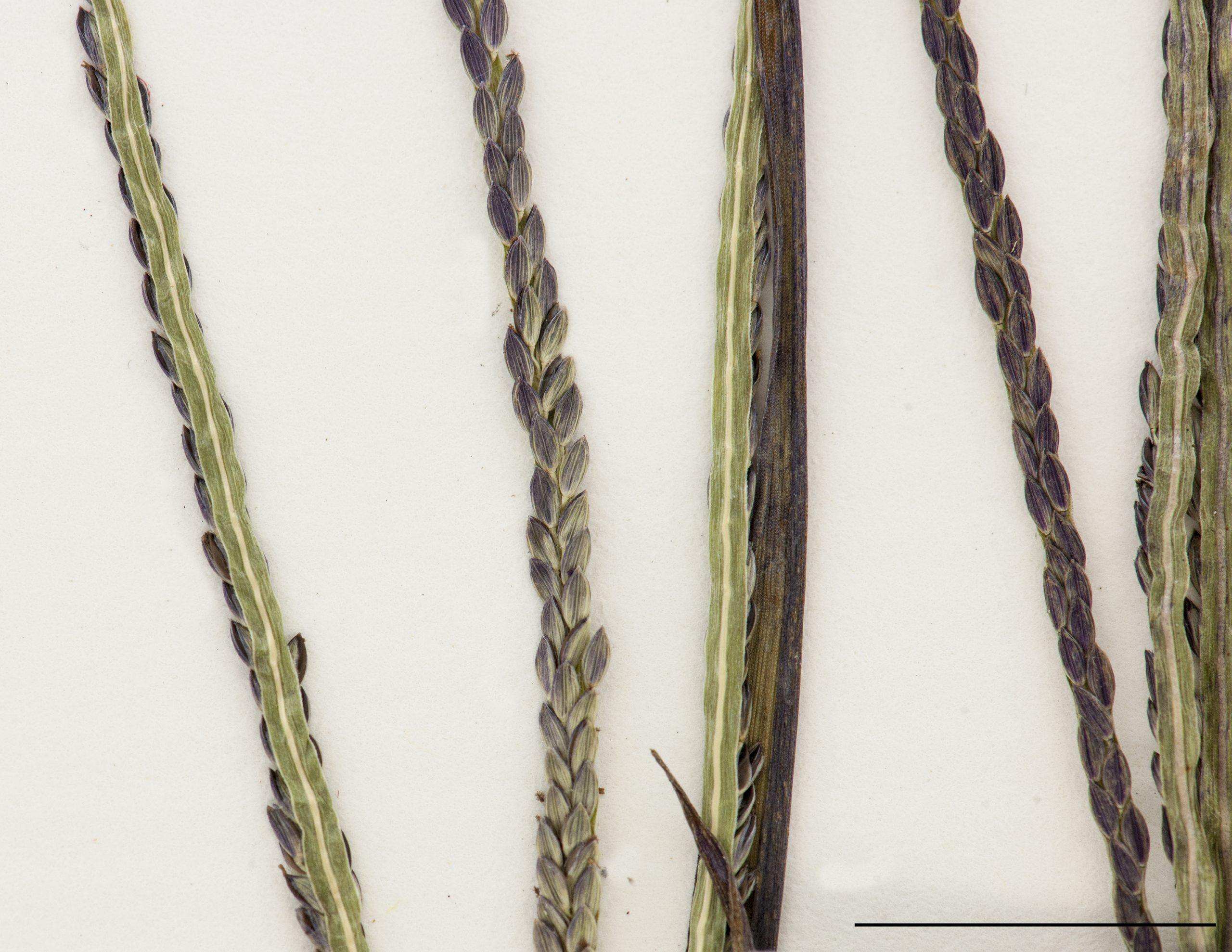 Branches des inflorescences et épillets, vues dorsales et ventrales