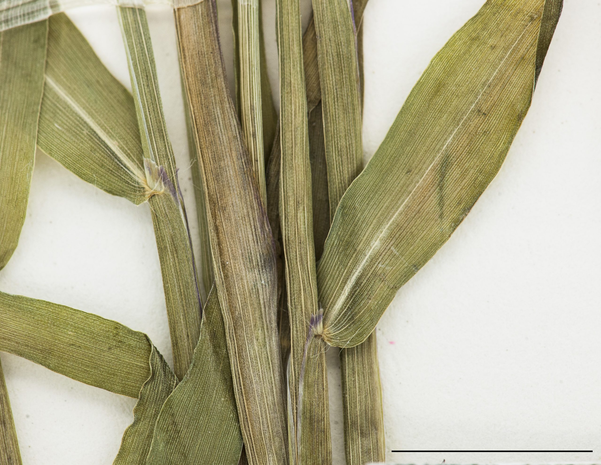 Ligule membraneuse, gaine et limbe glabre, présence de cils au collet