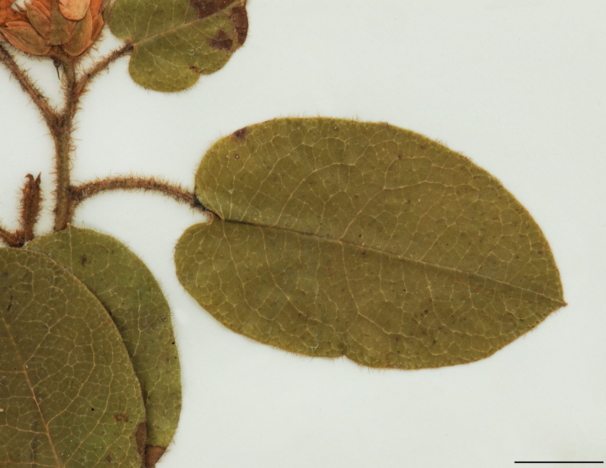 Feuille alterne, épaisse, oblongue ou suborbiculaire, entière, arrondie ou cordée à la base, ciliée à la marge.