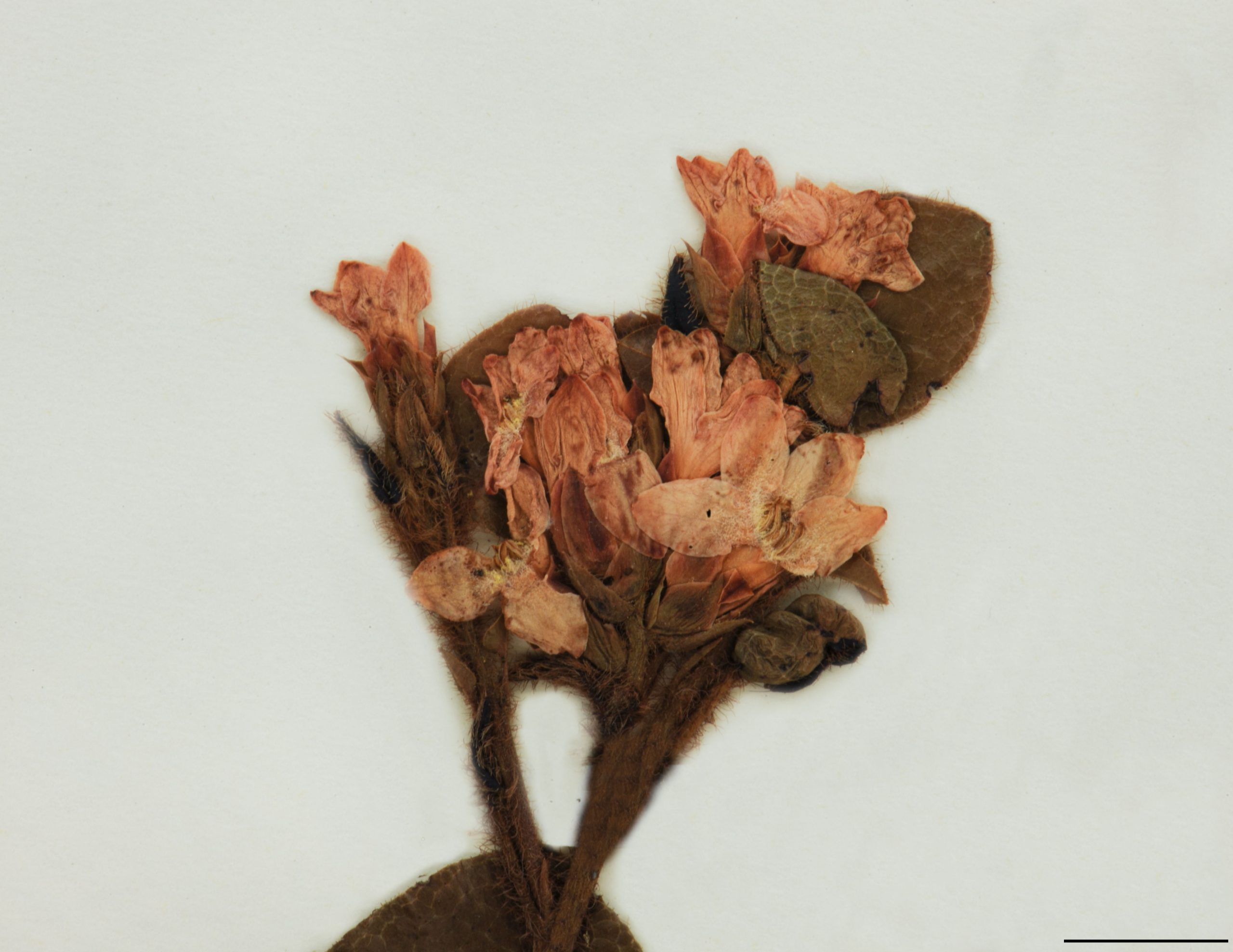 Fleurs en groupes de 3 à 6 à l'aisselle des feuilles, blanches ou roses, pubescentes au centre.