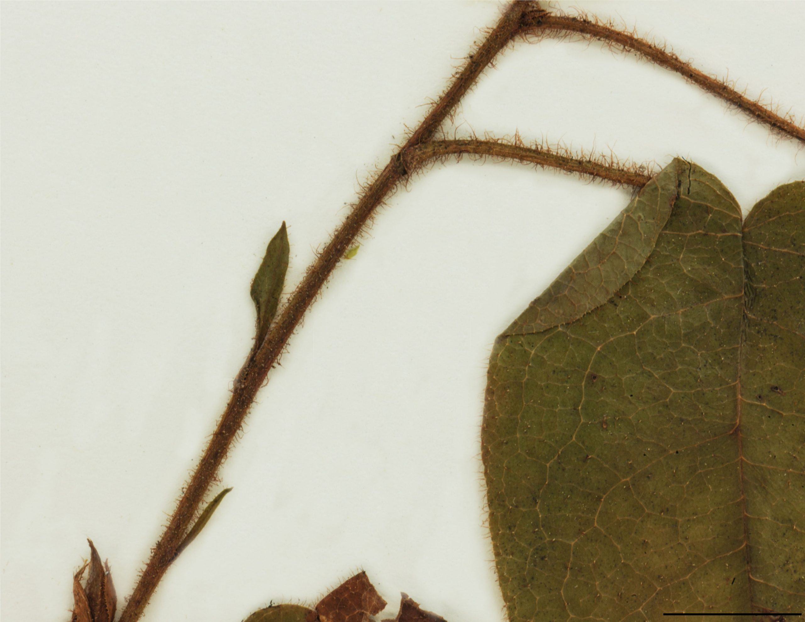 Tige ligneuse rampante, ramifiée, poilue, de couleur brun rougeâtre.