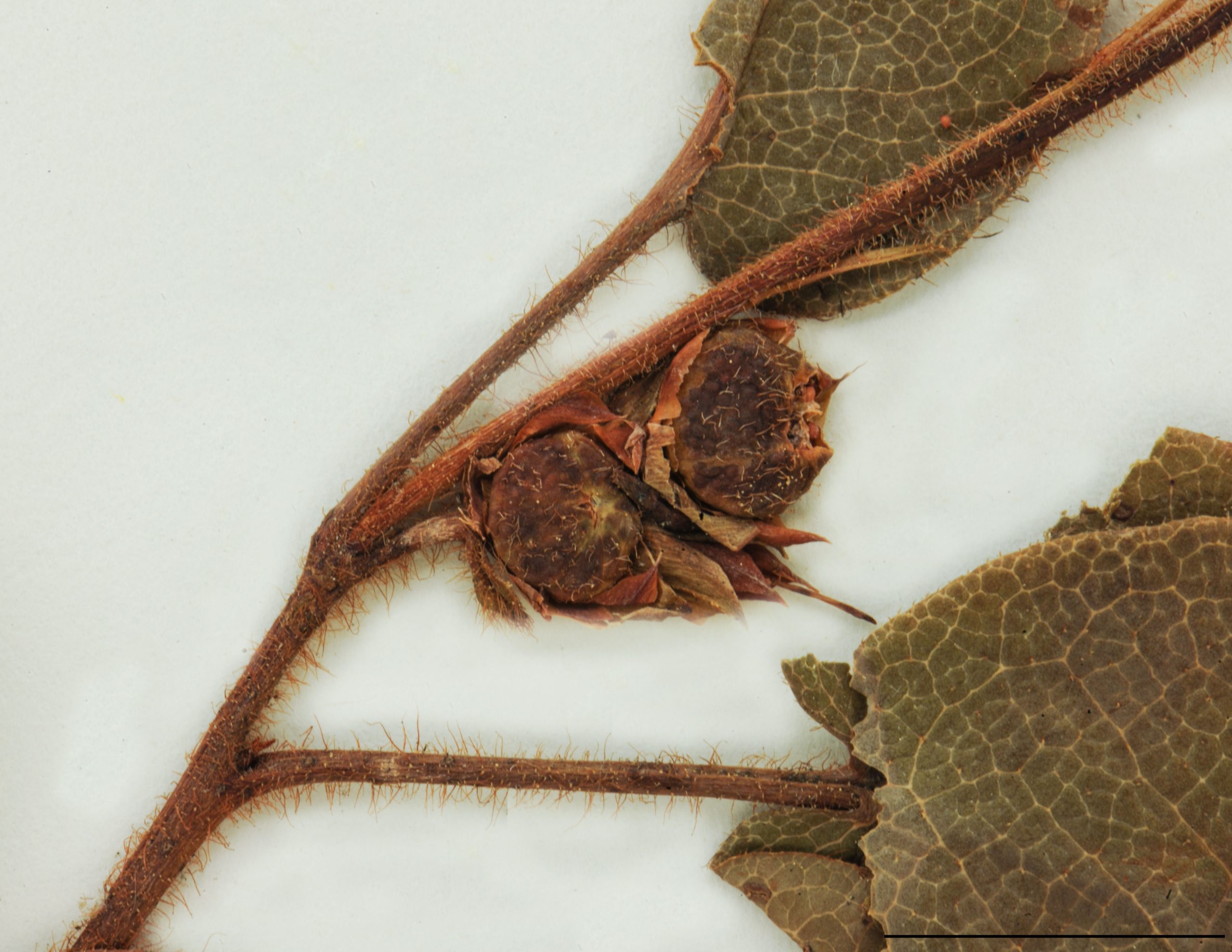 Capsules globuleuses, déhiscentes par 5 valves, jaune orange pâle, velues, de 7 à 9 mm de diamètre.