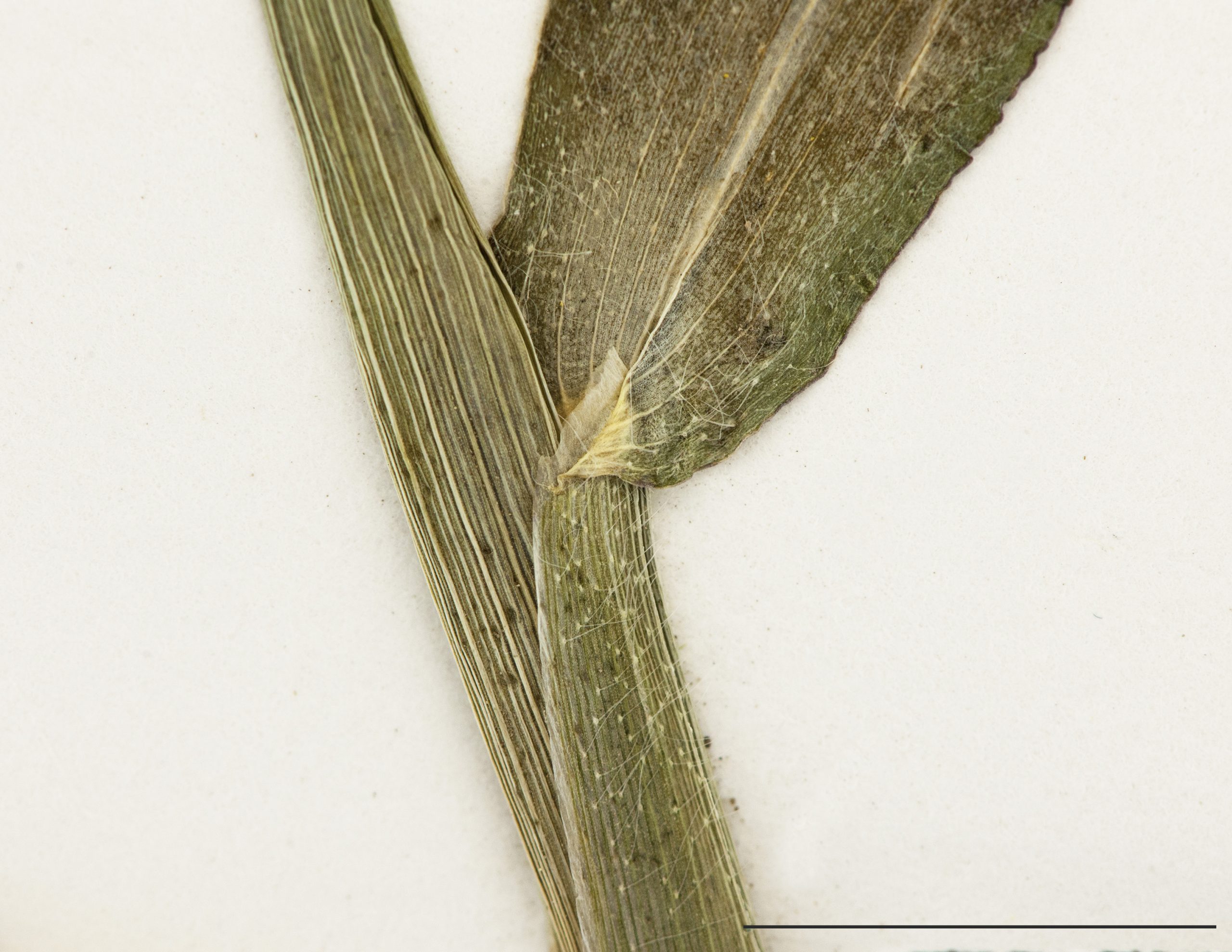 Gaine à section arrondie et ligule membraneuse à sommet anguleux