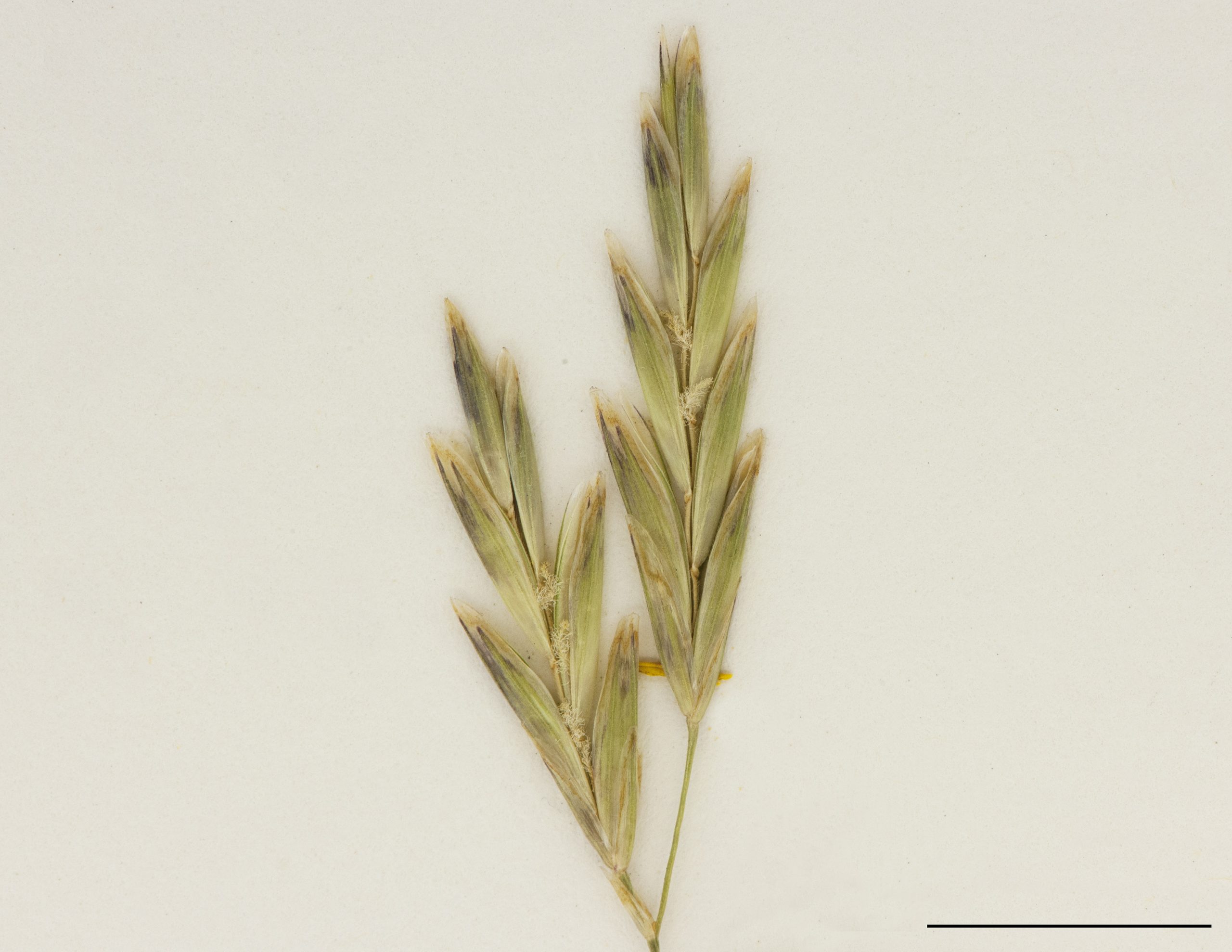 Épillets pluriflores