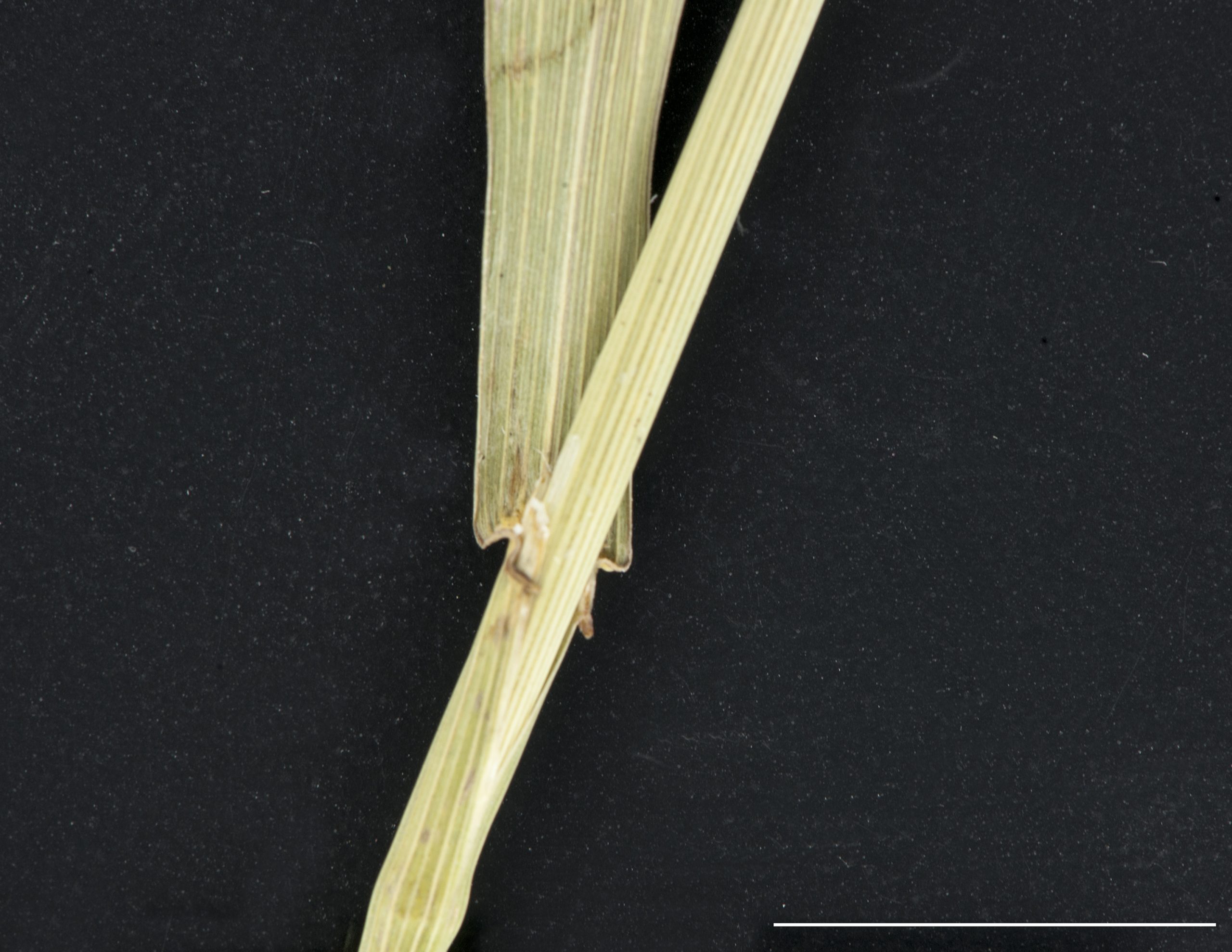 Ligule membramneuse