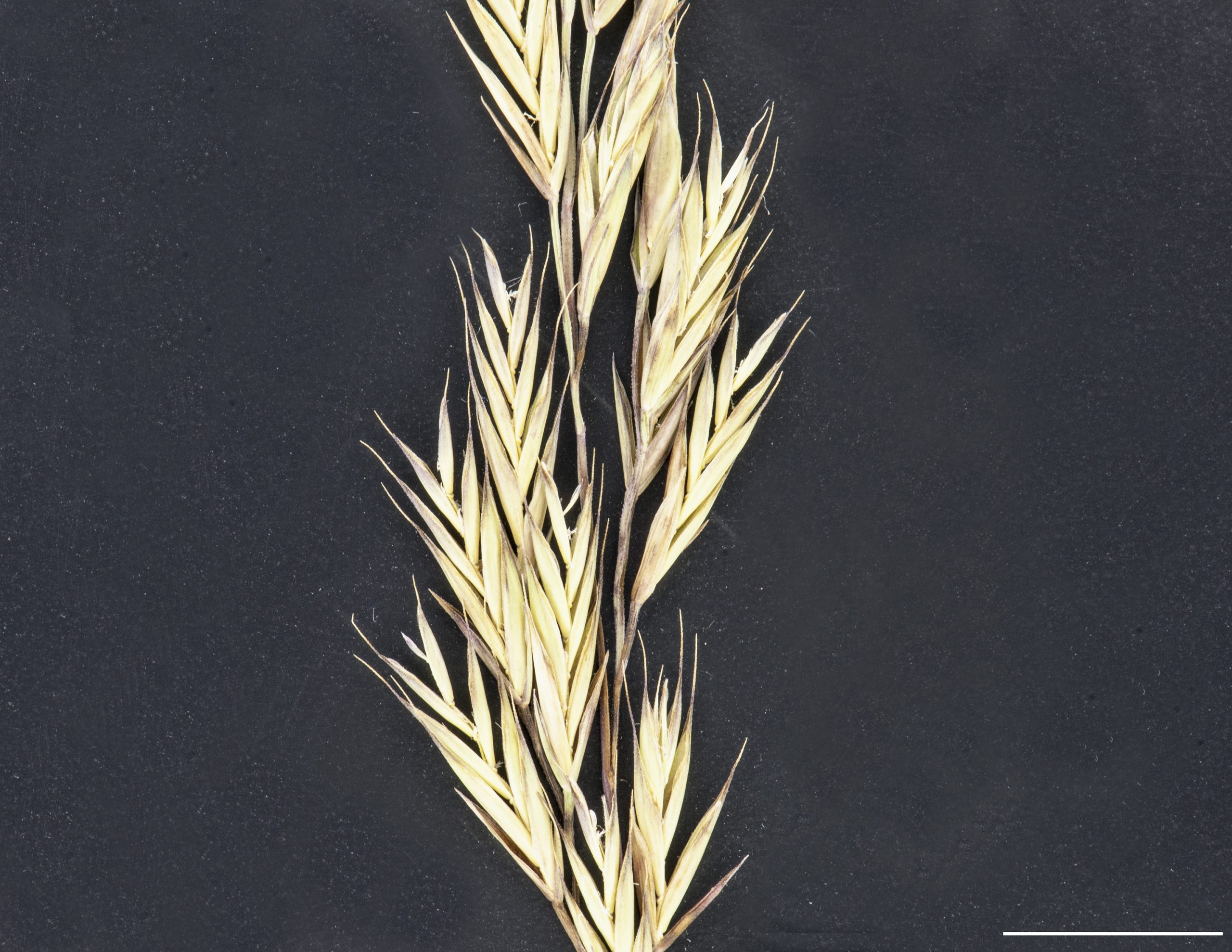 Section d'une panicule et épillets