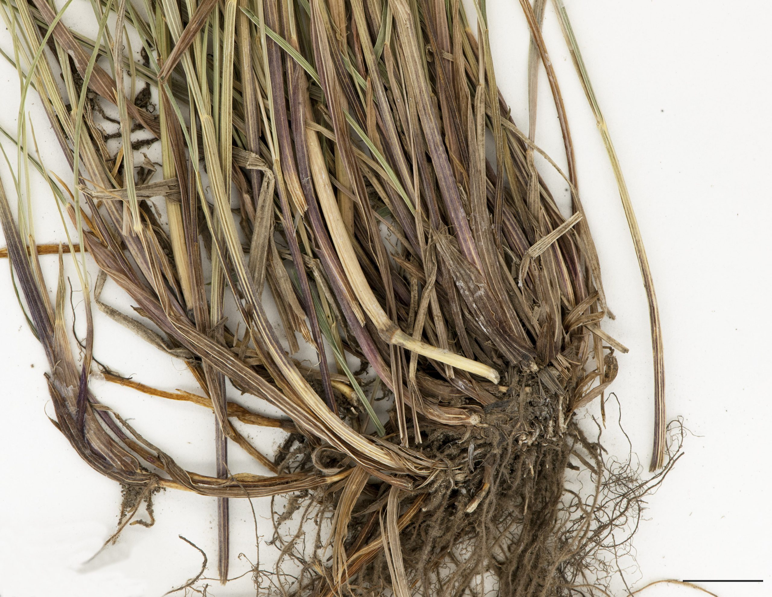 Rhizomes courts et racines fibreuses