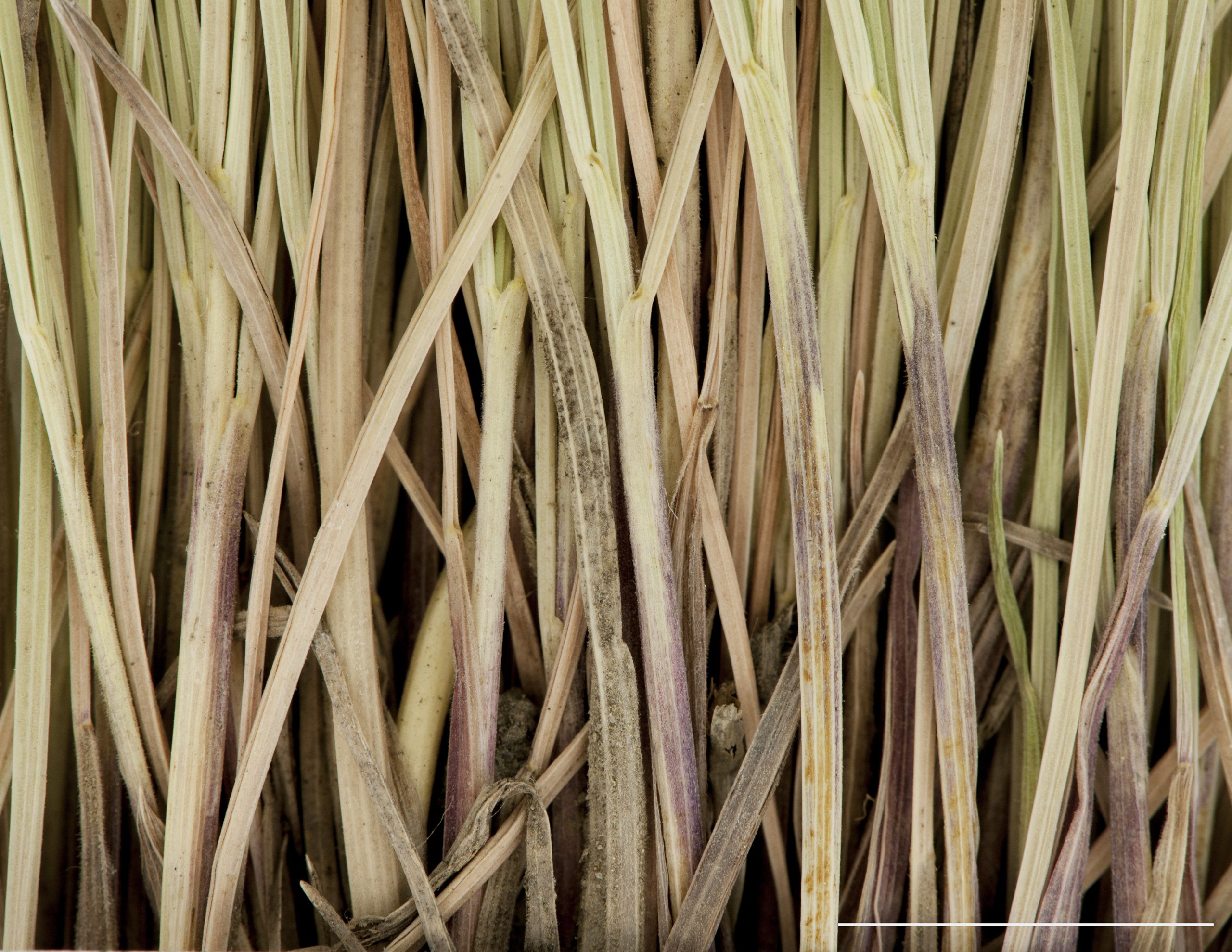 Base d'un plant, gaine soudée et de couleur rougeâtre