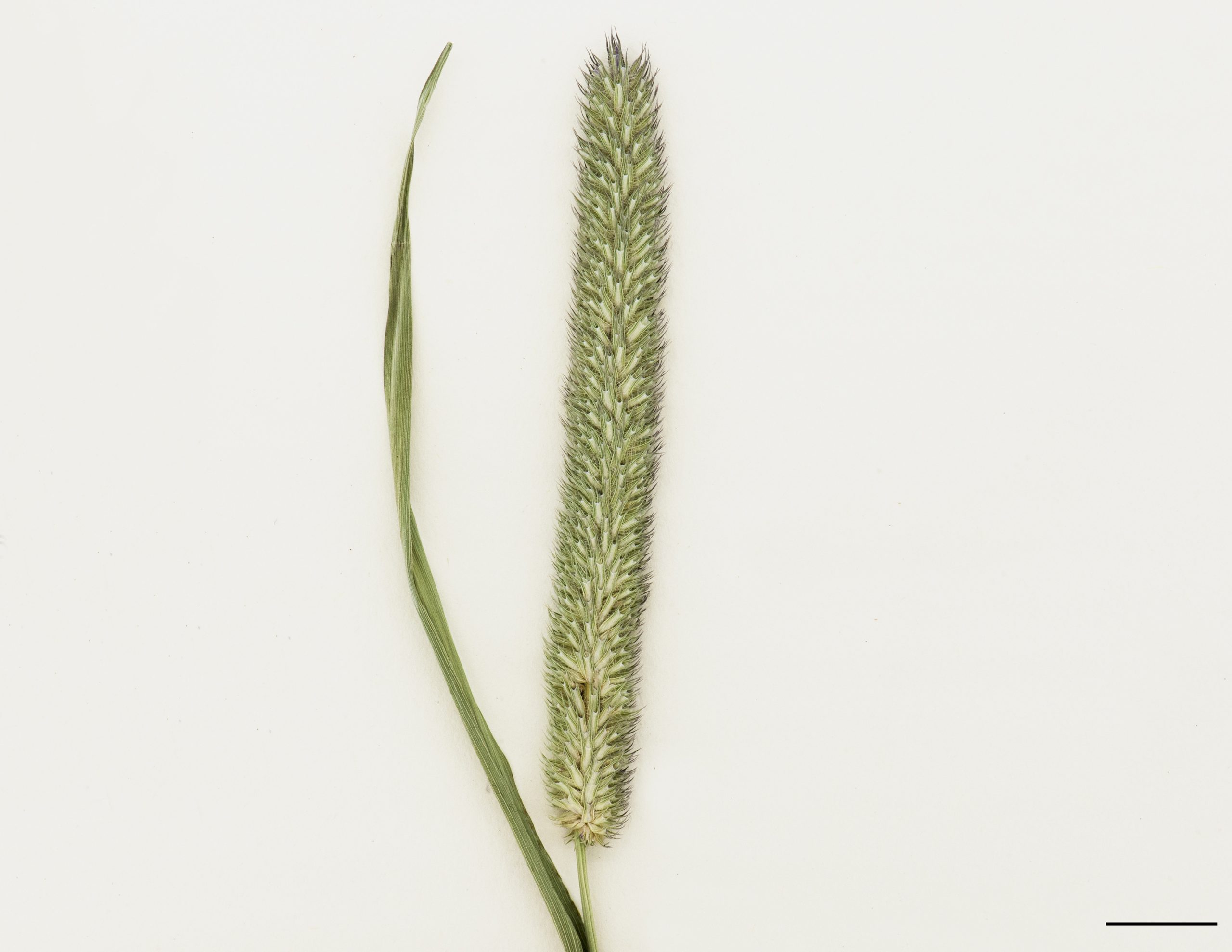 Panicule cylindrique, semblable à un épi