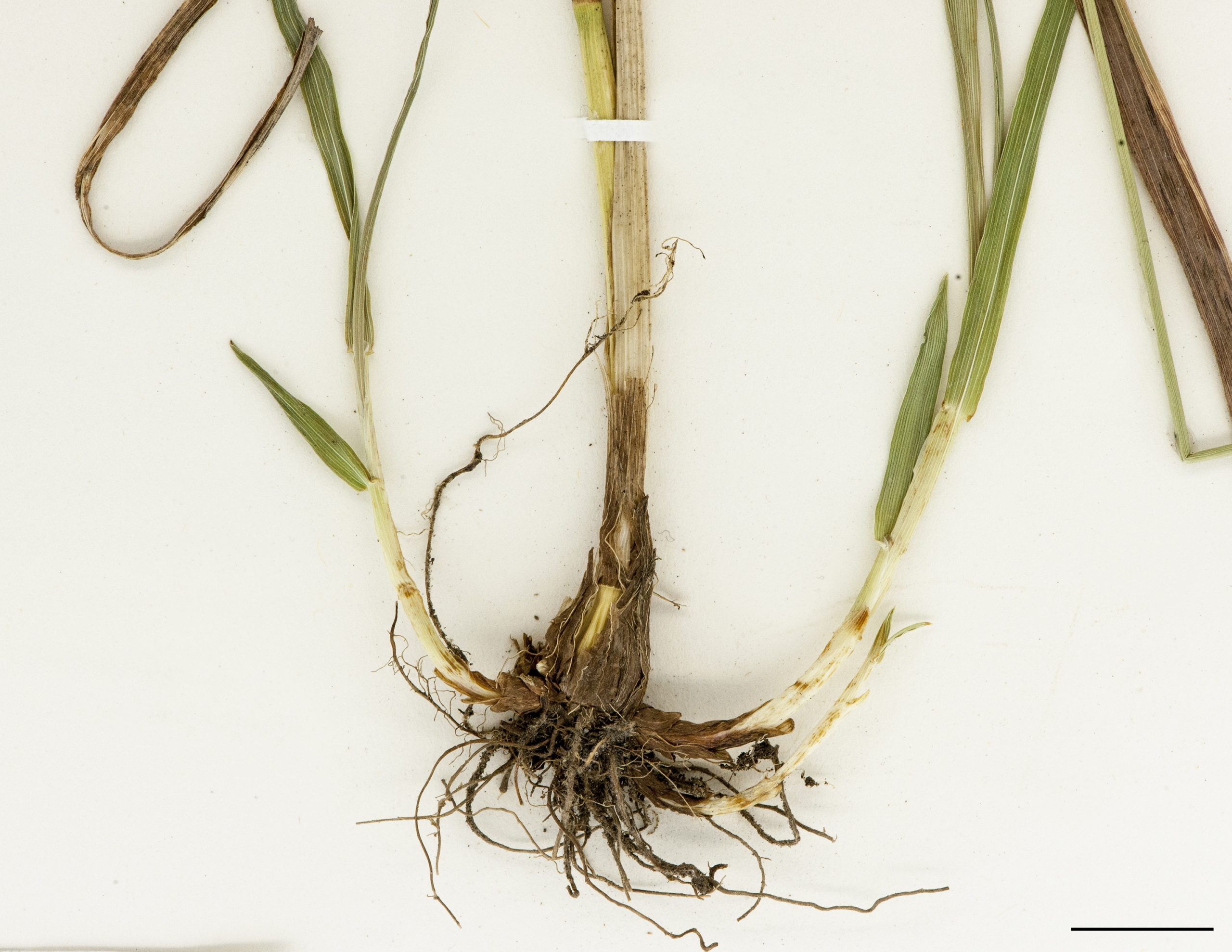 Base bulbeuse des tiges et courts rhizomes (talle)