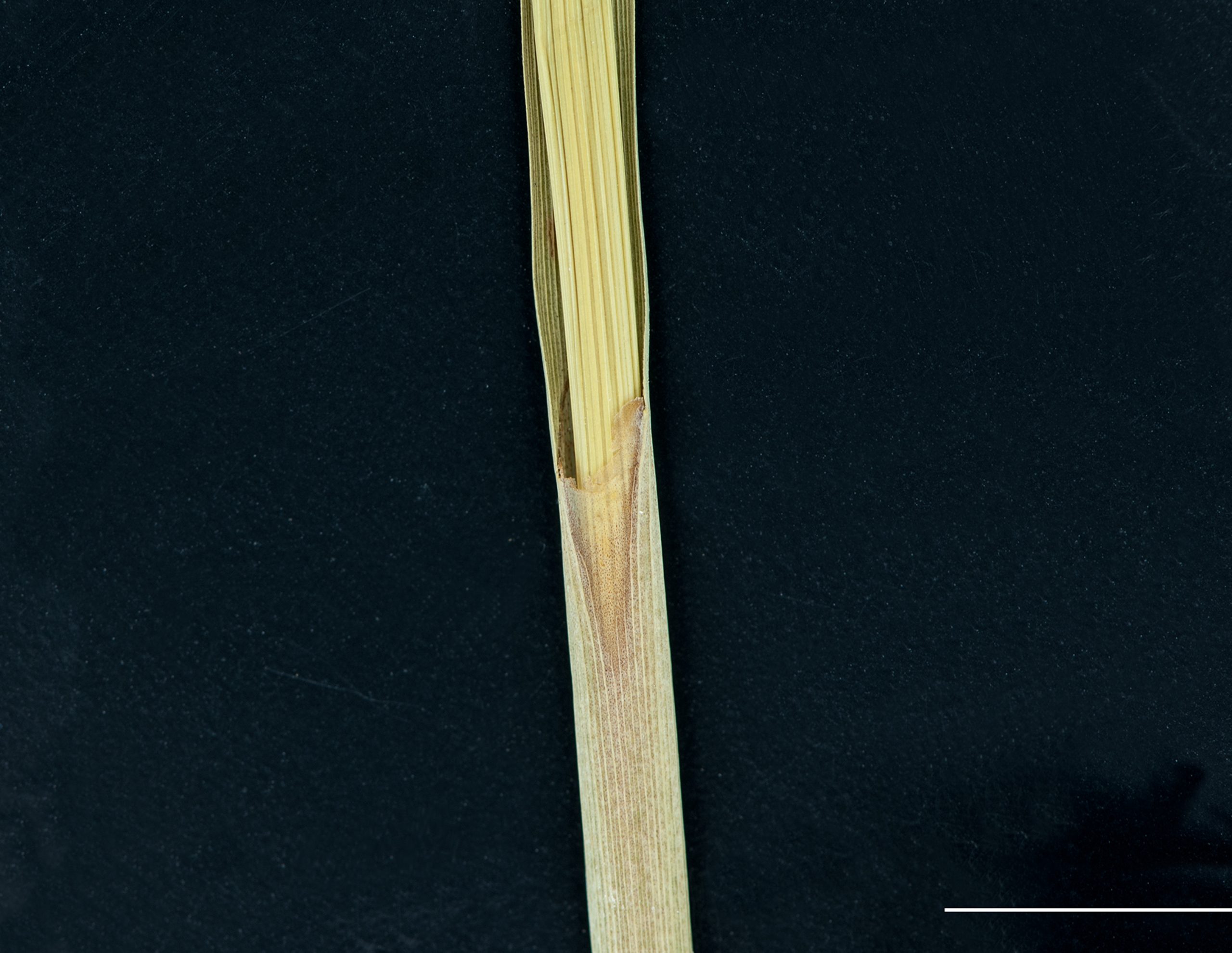 Gaine complètement fermée