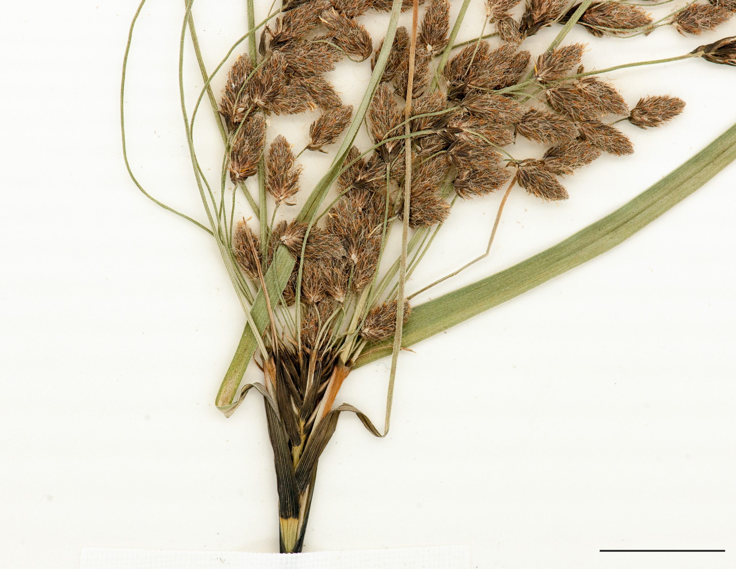 Base d'une une inflorescence, bractées involucrales