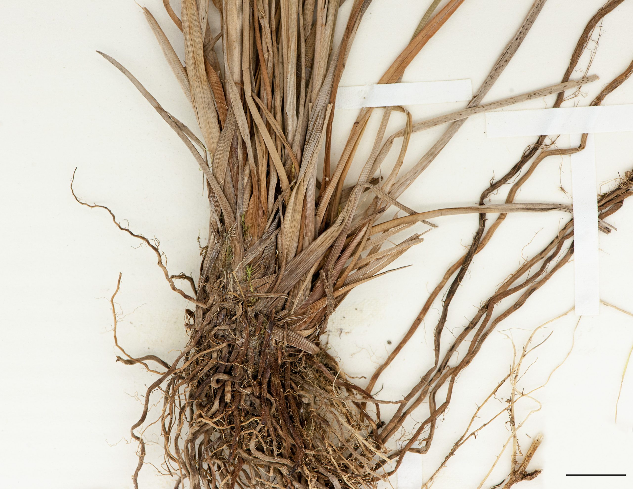 Base d'un plant, restes des anciennes feuilles et racines