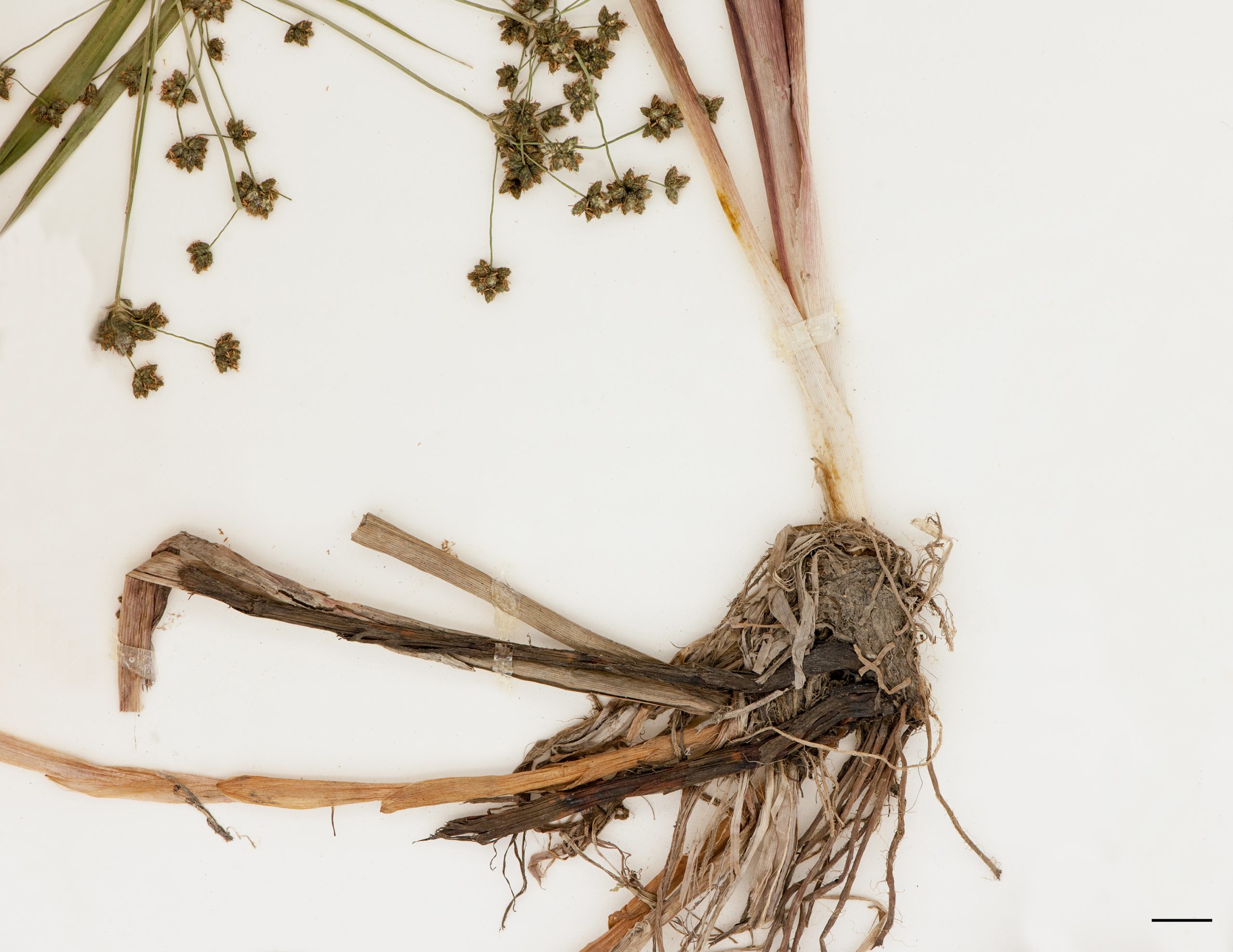 Rhizomes forts et racines