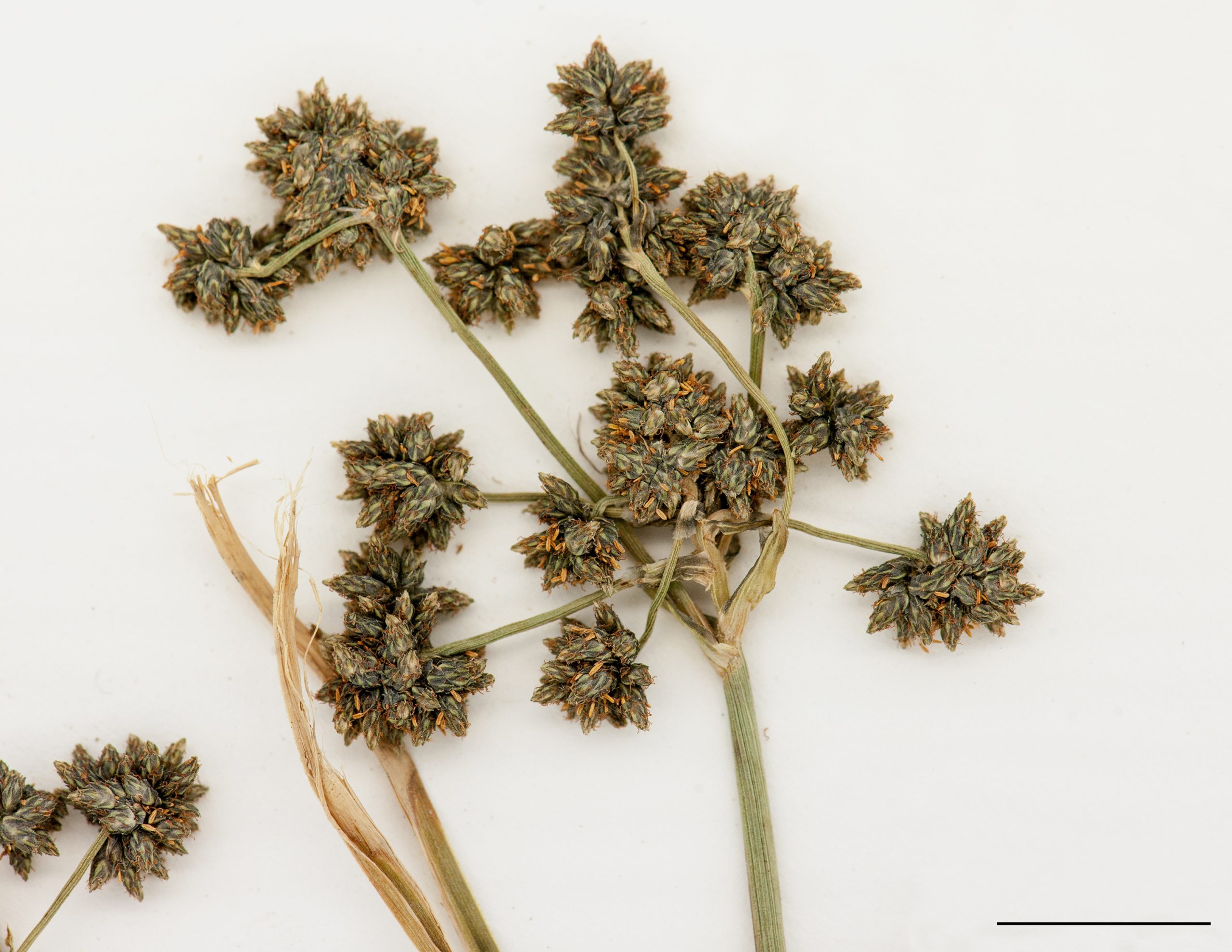 Inflorescence en forme d'ombelle, épillets réunis au sommet des branches