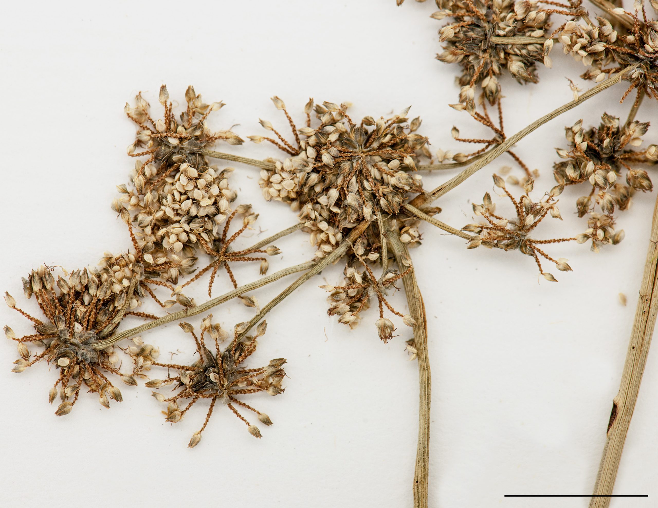 Section d'une infrutescence, akènes