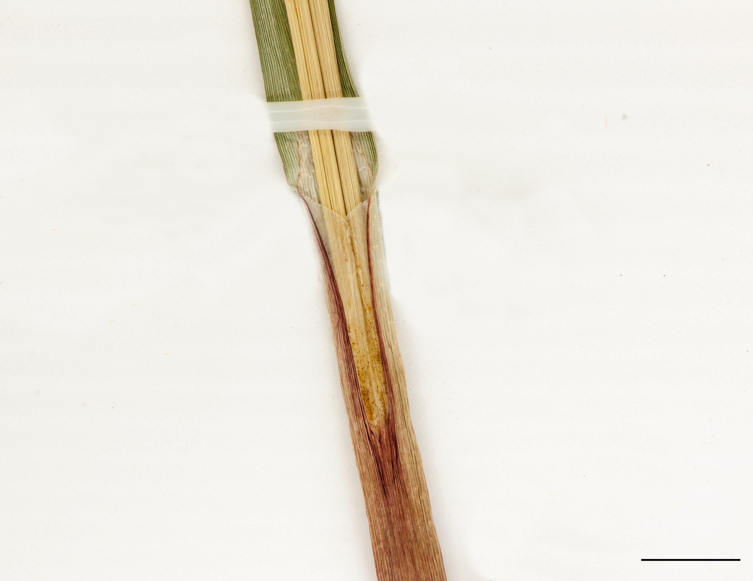 Gaine fermée de couleur, de couleur rougâtre à la base