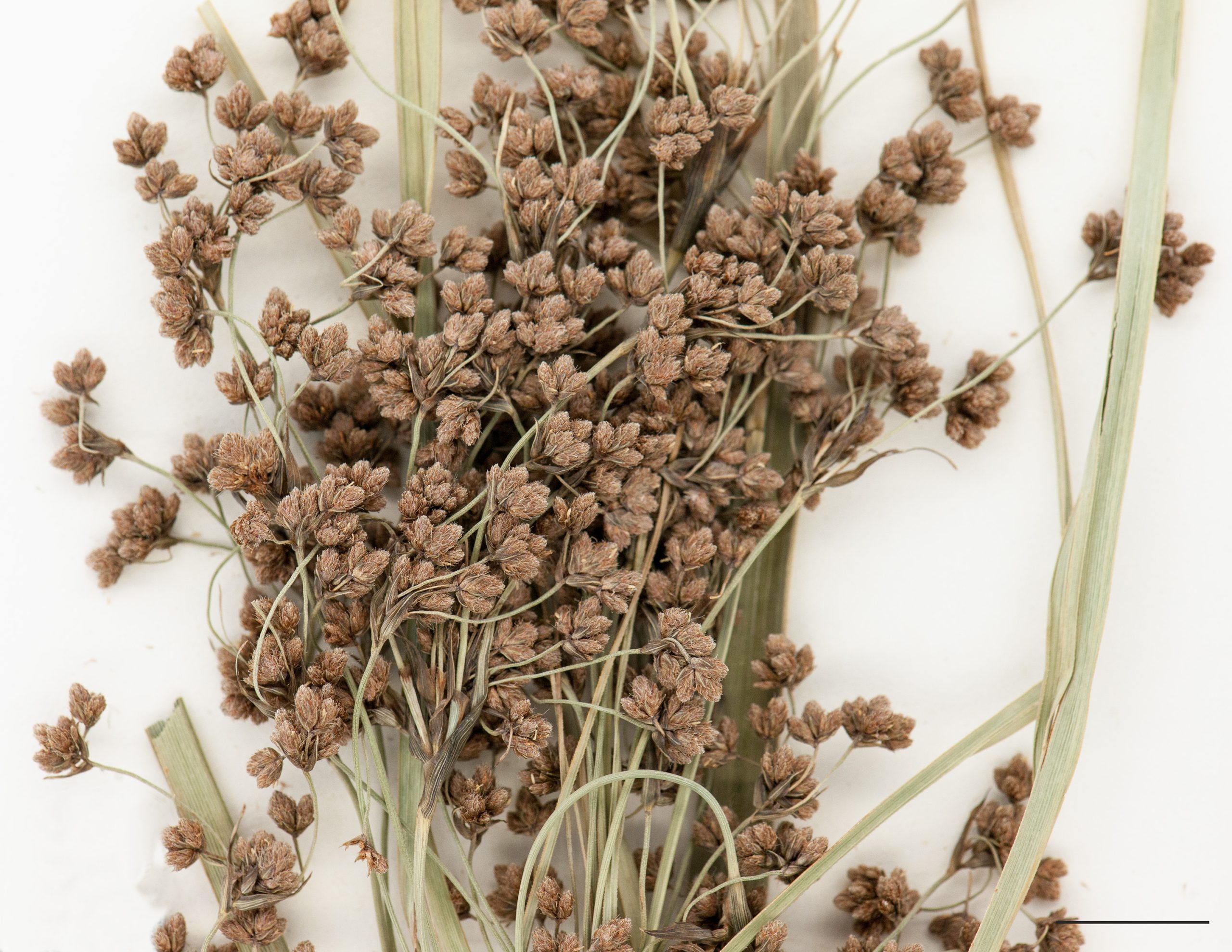 Section d'une inflorescence, épillets très nombreux