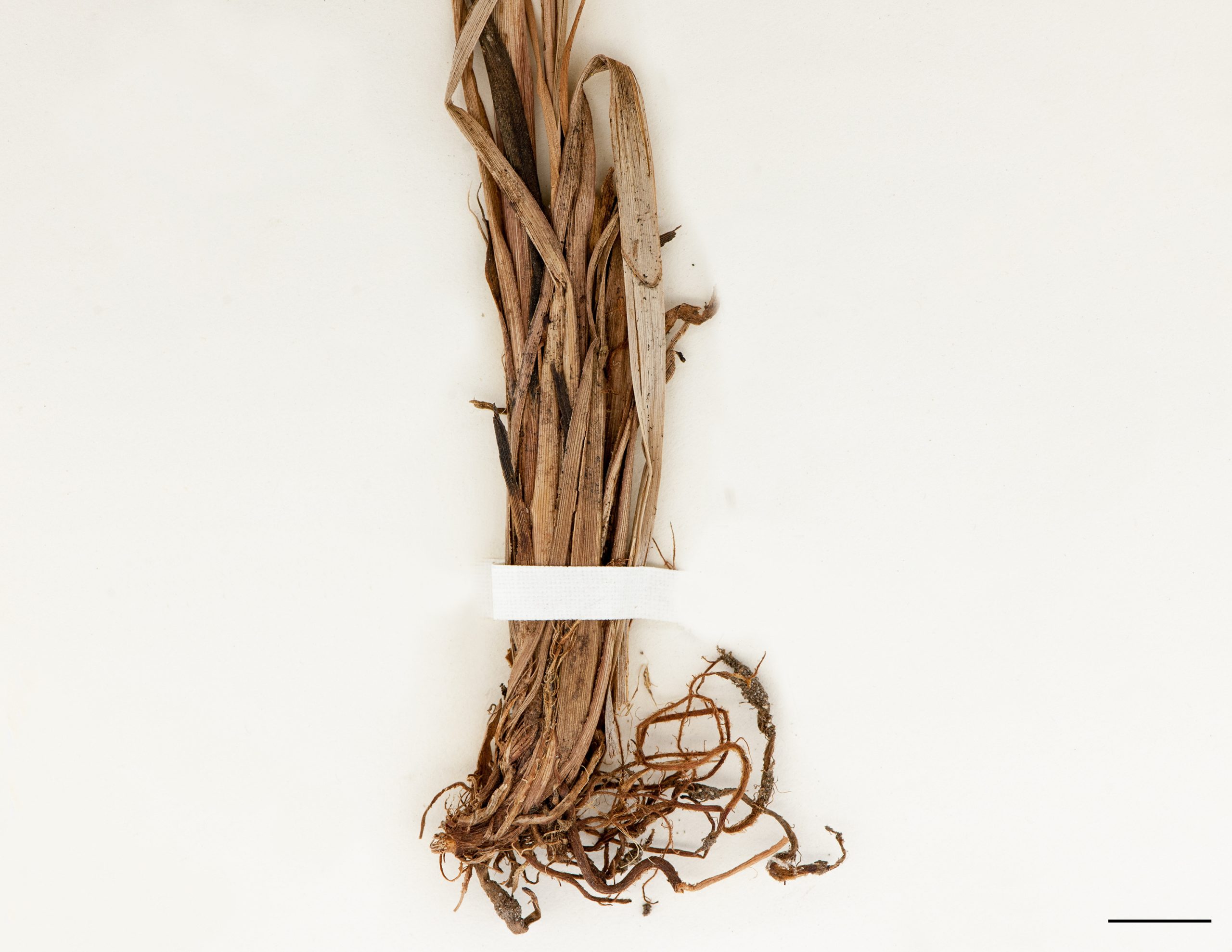 Base d'un plant, restes des anciennes feuilles et racines