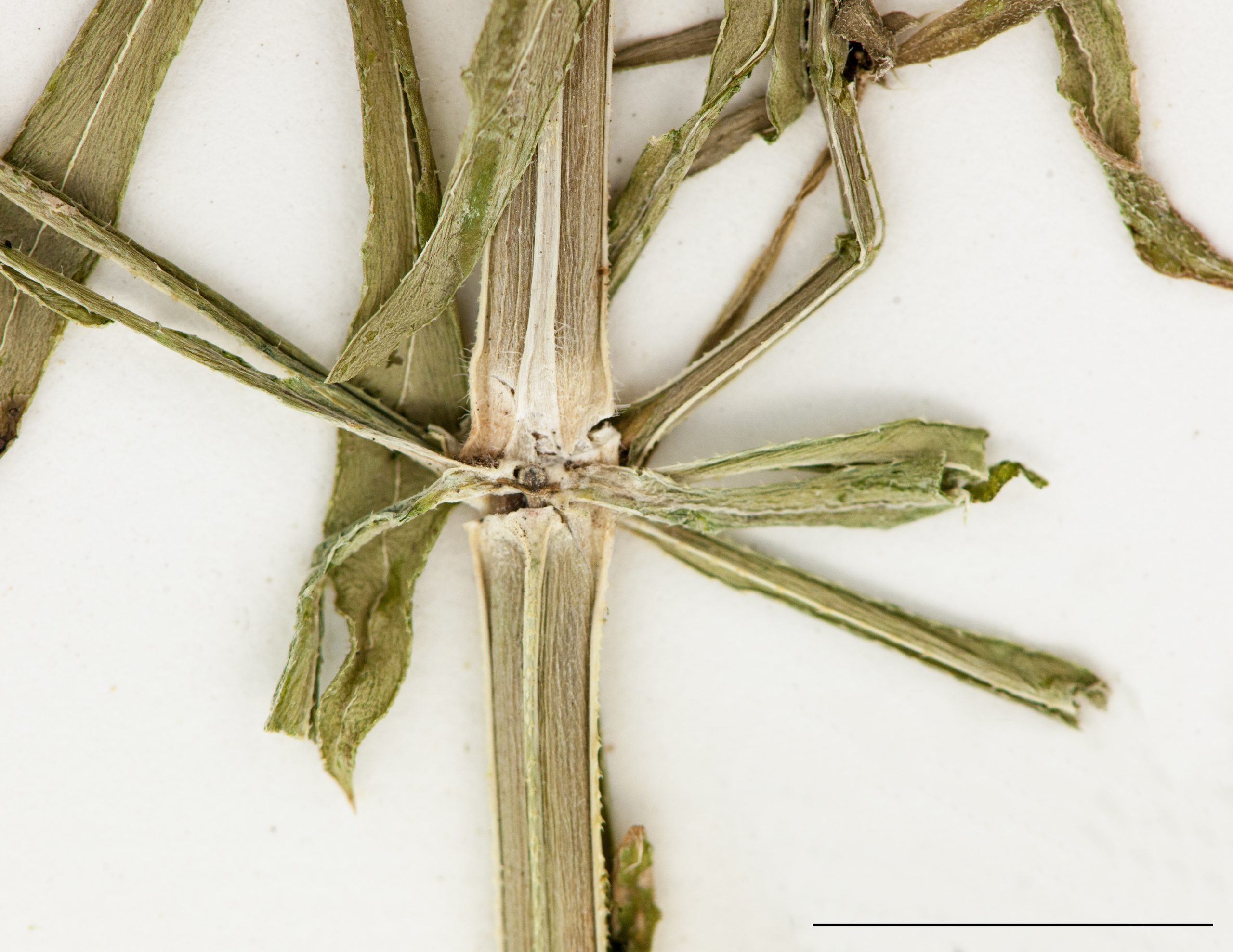 Tige quadrangulaire, angles scabres