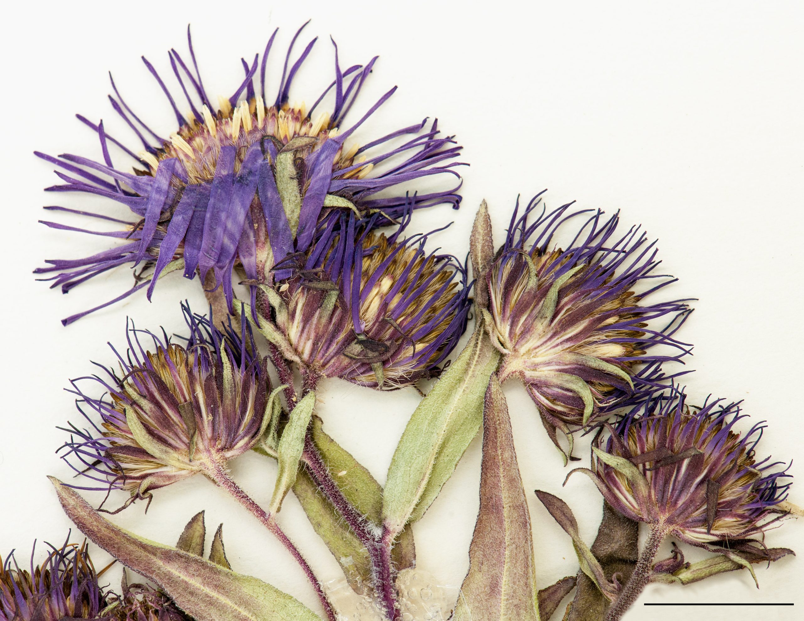 Capitules à rayons bleus