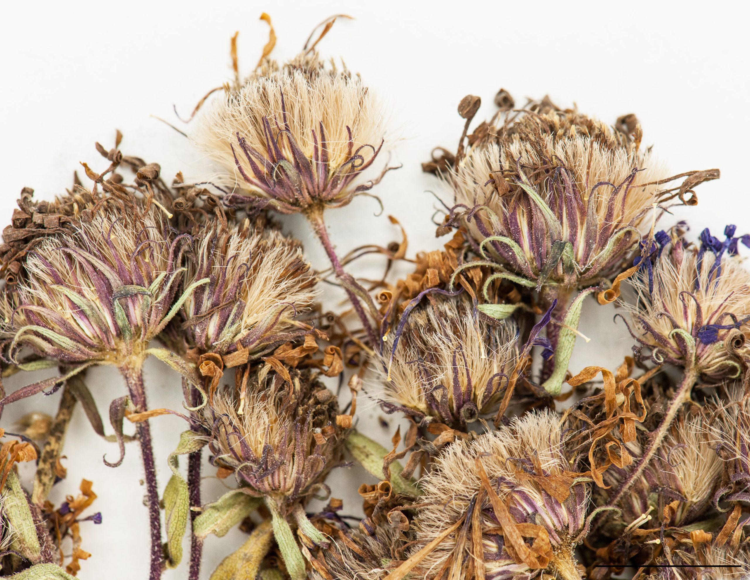 Capitules, akènes portant des aigrettes soyeuses