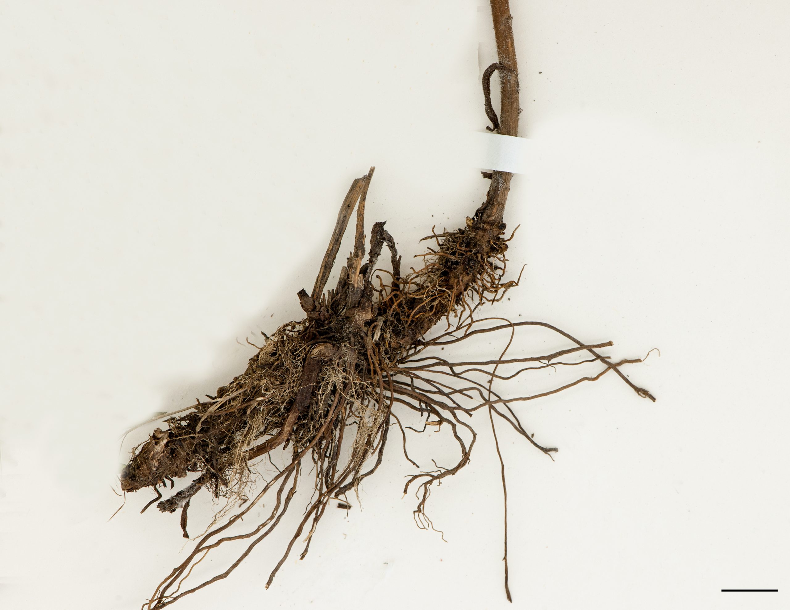 Racines fibreuses et rhizome