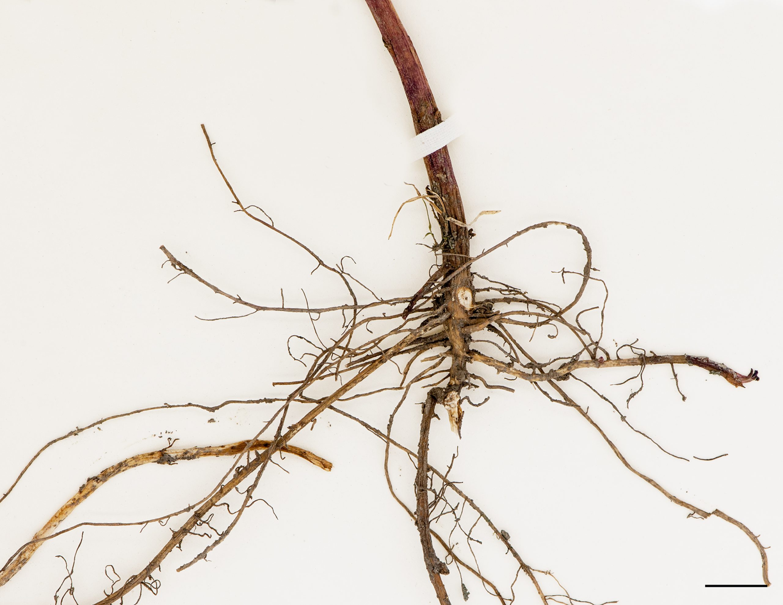 Racines fibreuses et rhizomes