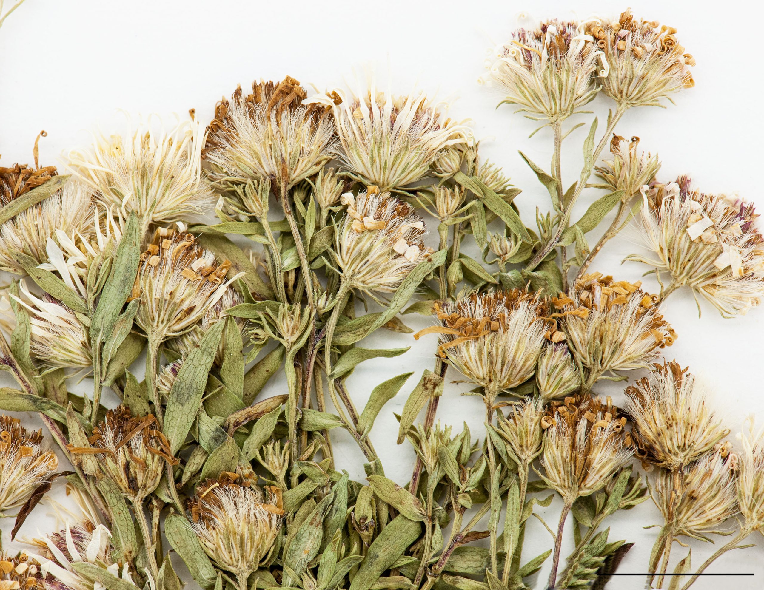 Capitules, akènes portant des aigrettes soyeuses