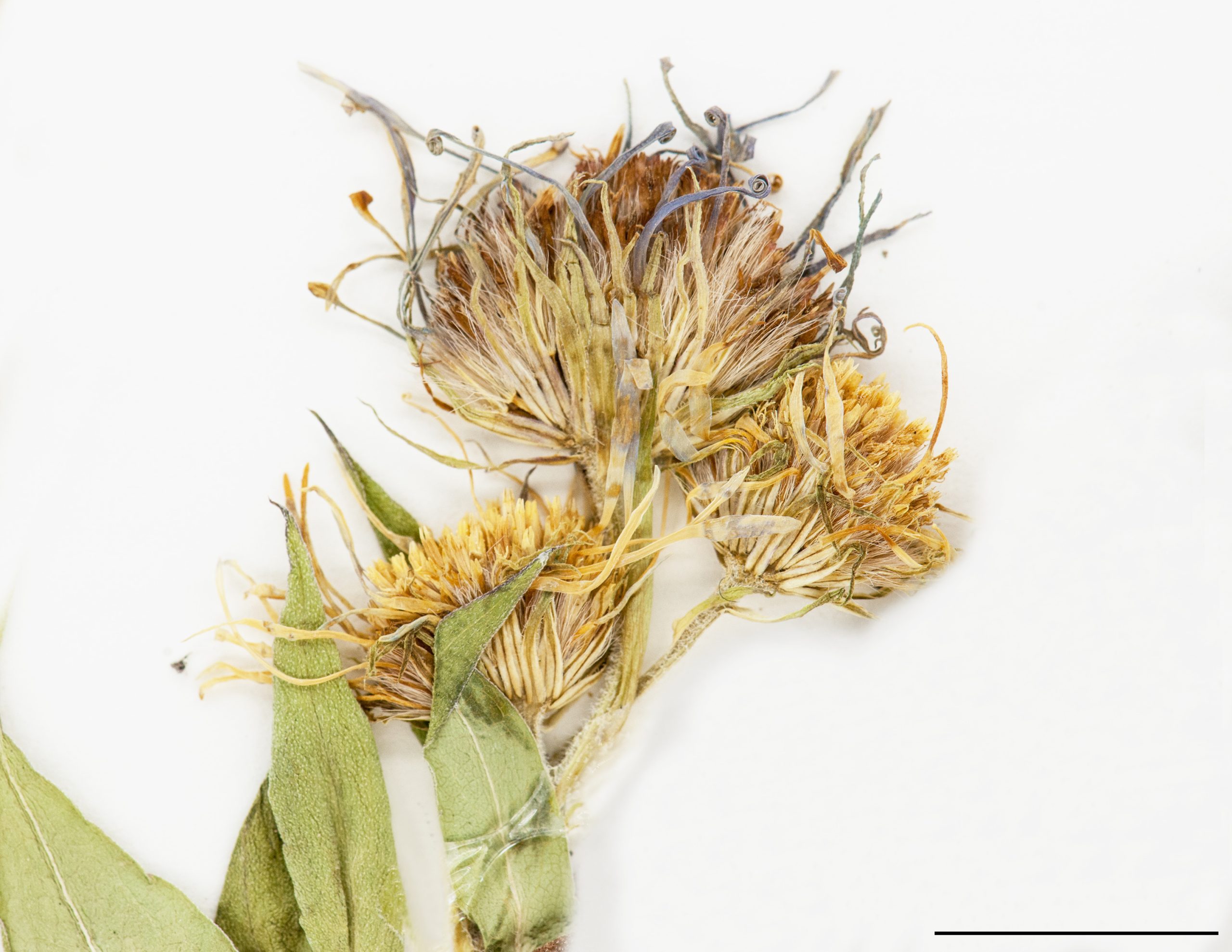 Capitules, akènes portant des aigrettes soyeuses