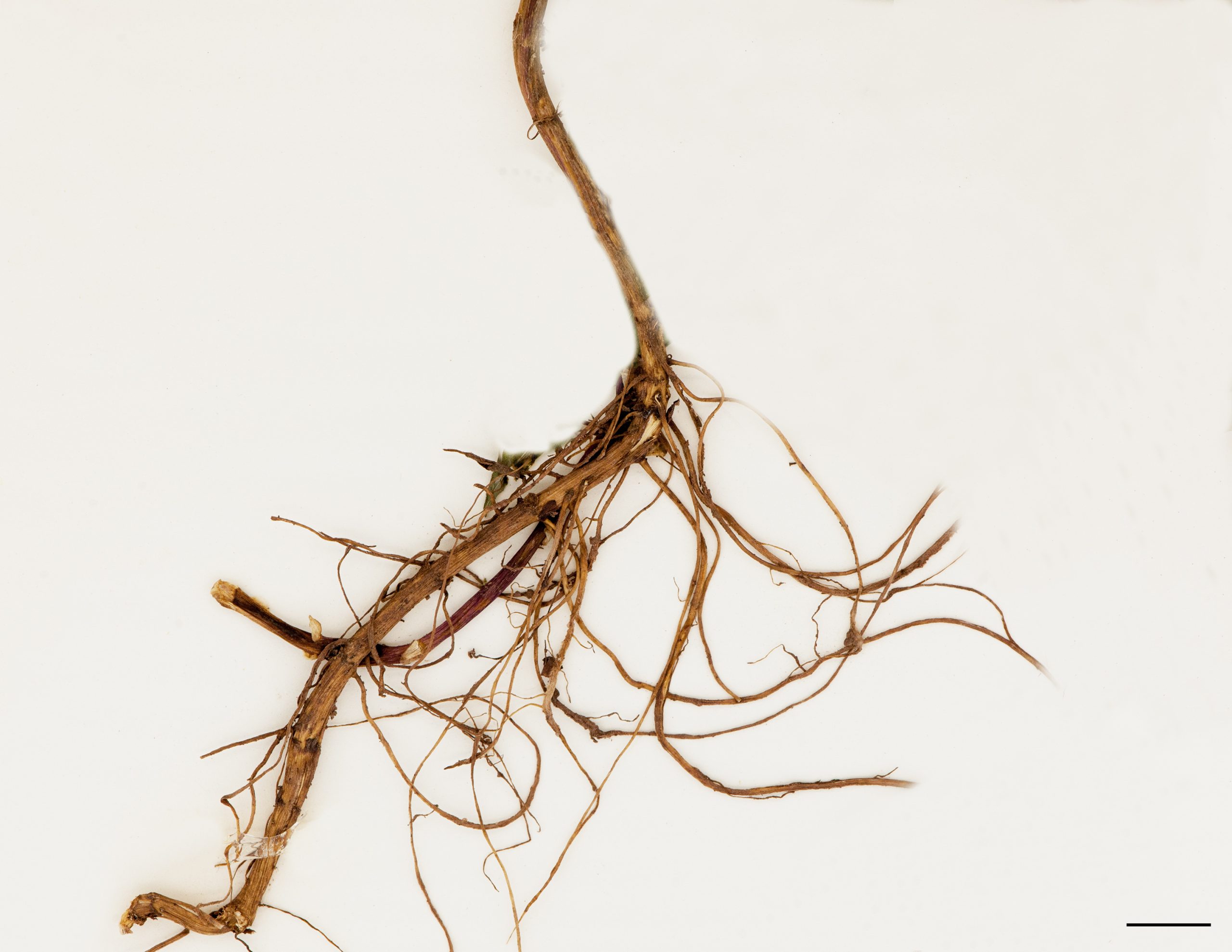 Racines fibreuses et rhizomes