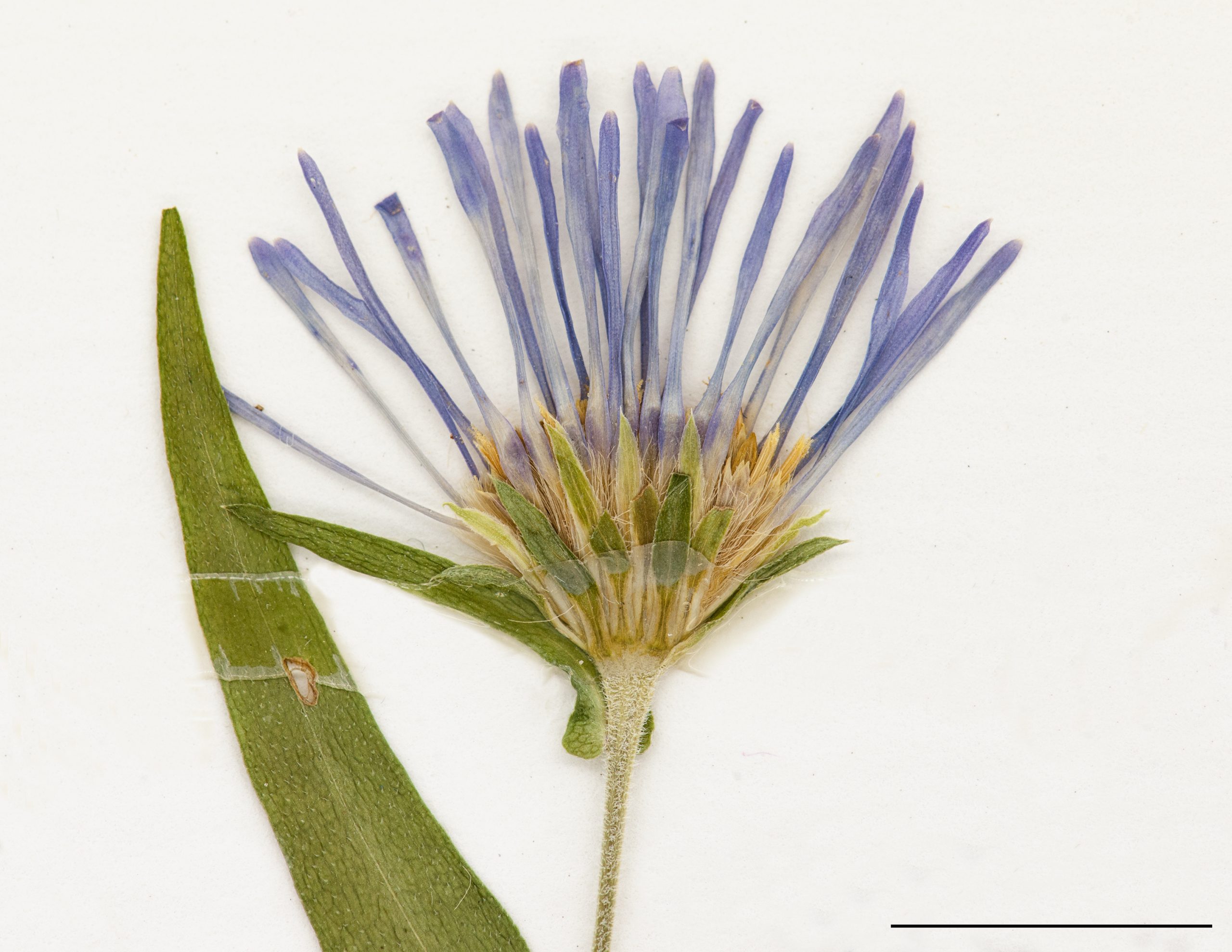 Capitule à rayons bleus