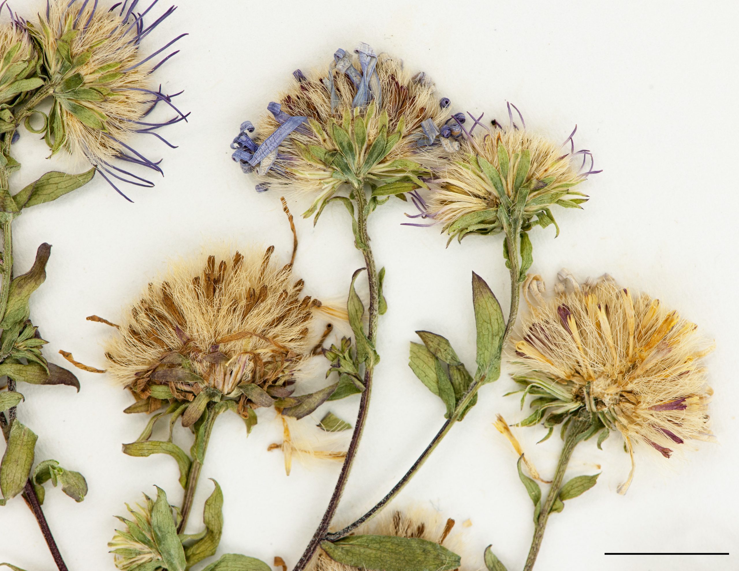 Capitules, akènes portant des aigrettes soyeuses