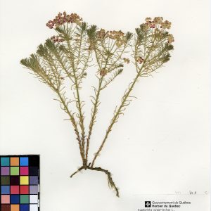 Euphorbe cyprès