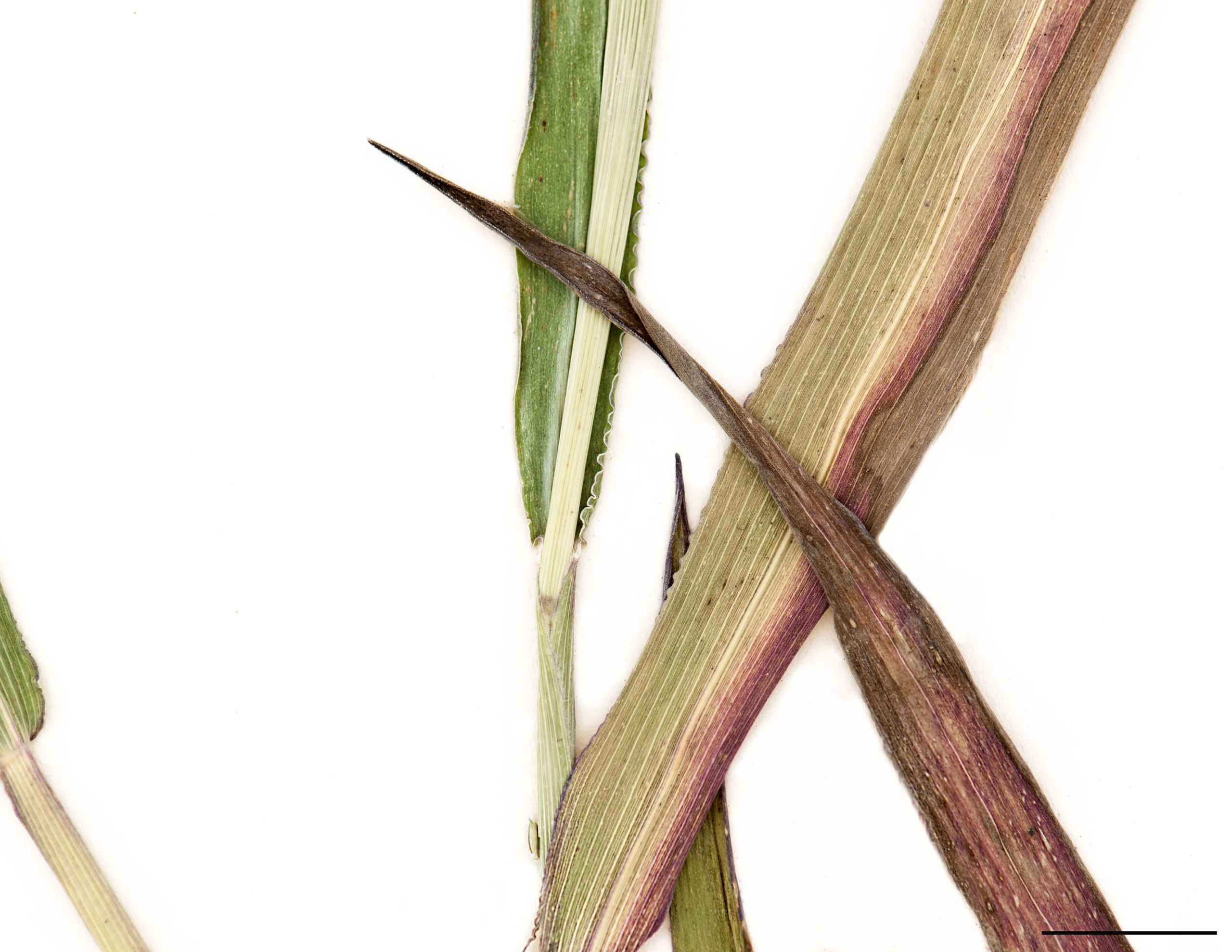 Bordure de la gaine longuement ciliée, ligule constituée d'une rangée de poils.