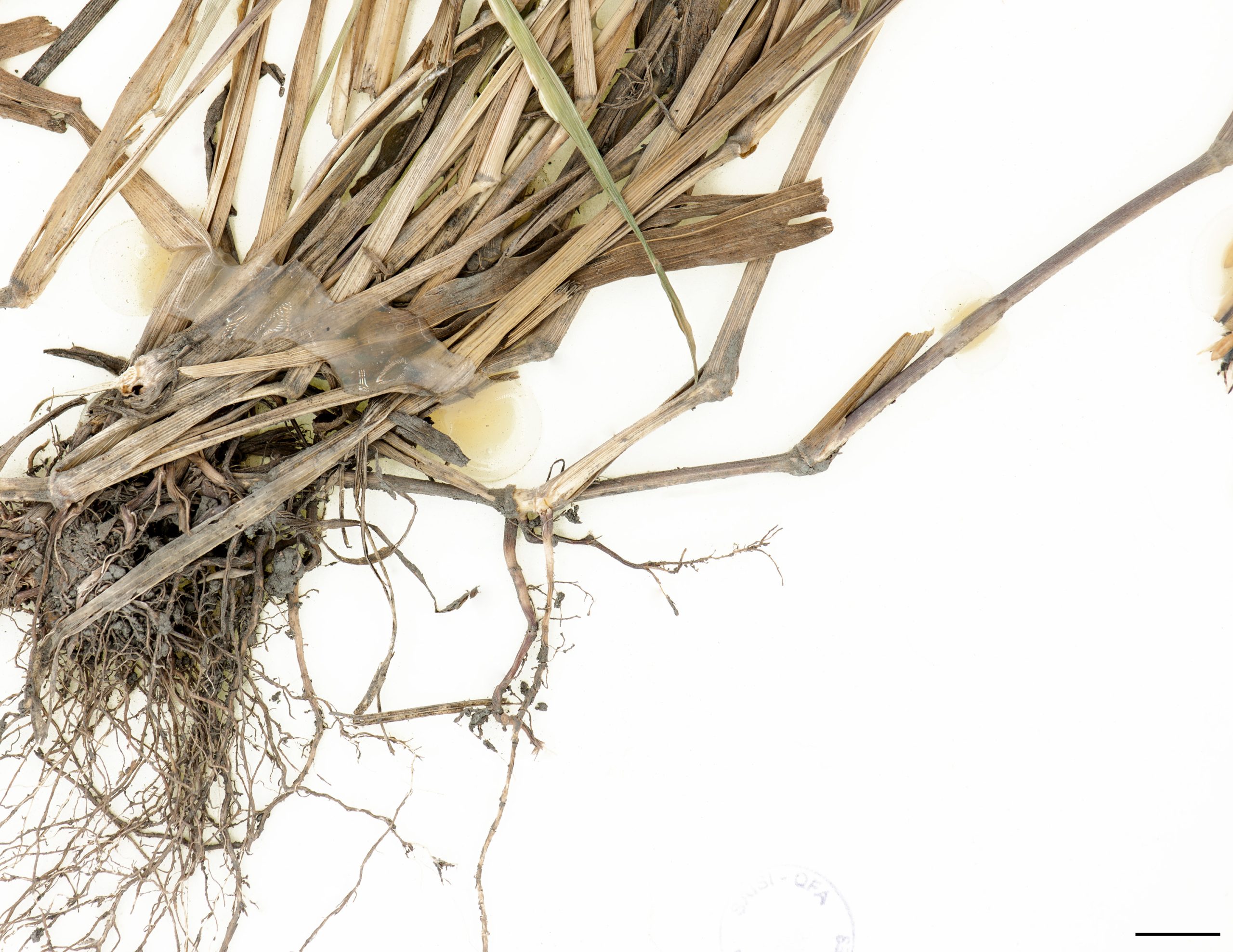 Tiges généralement dressées, les premiers nœuds rabaissés vers le sol peuvent s'enraciner.