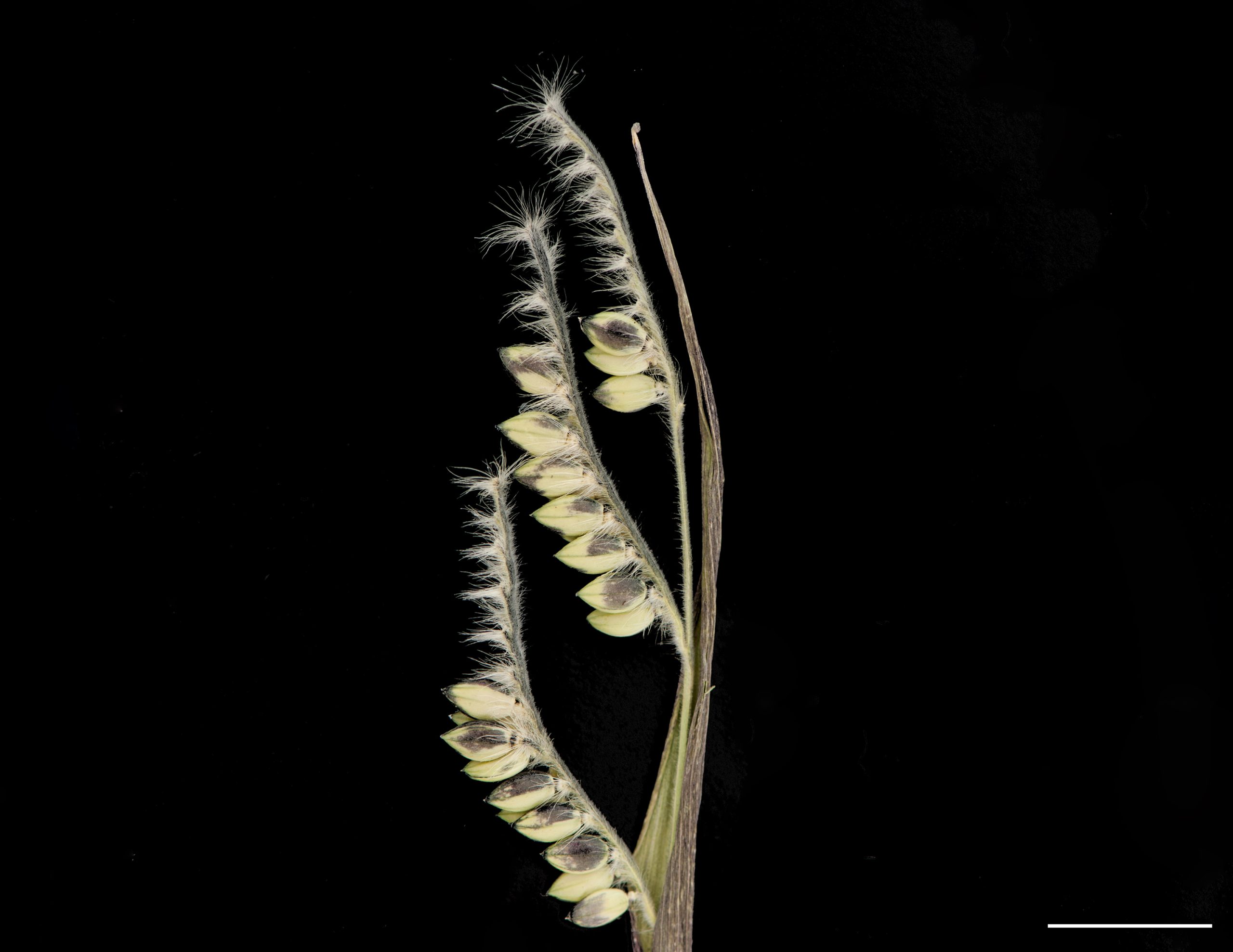 Axes des épillets et des rameaux de la panicule velus.