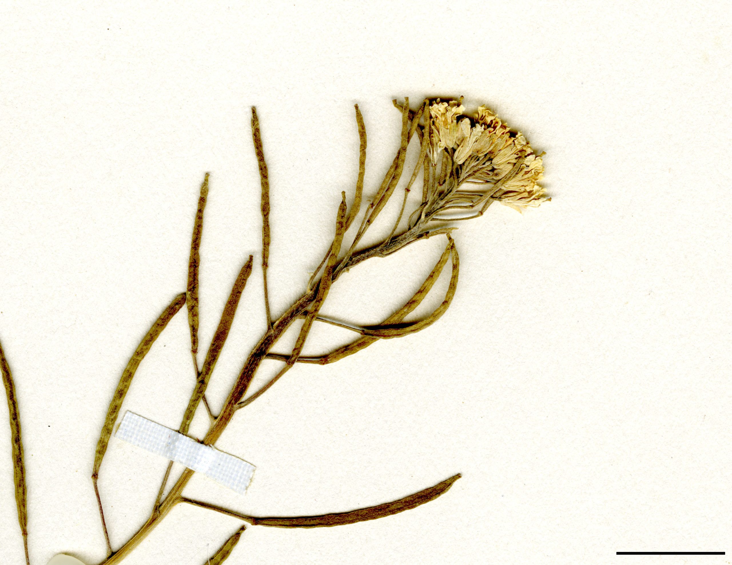 Petites fleurs jaunes au sommet de la tige et des rameaux.