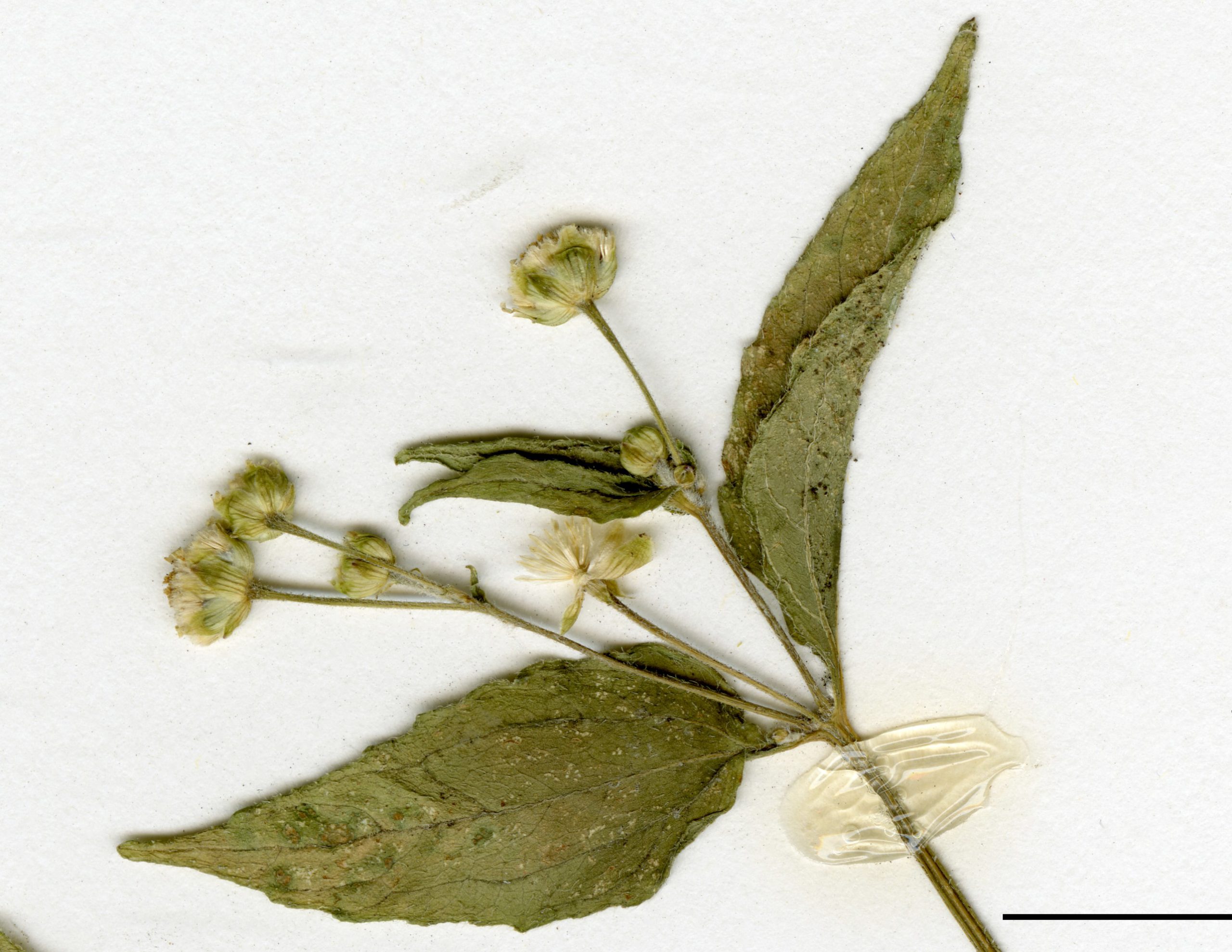 Feuilles de l'inflorescence ovées à lancéolées, sinuées à légèrement dentées et peu pubescentes.