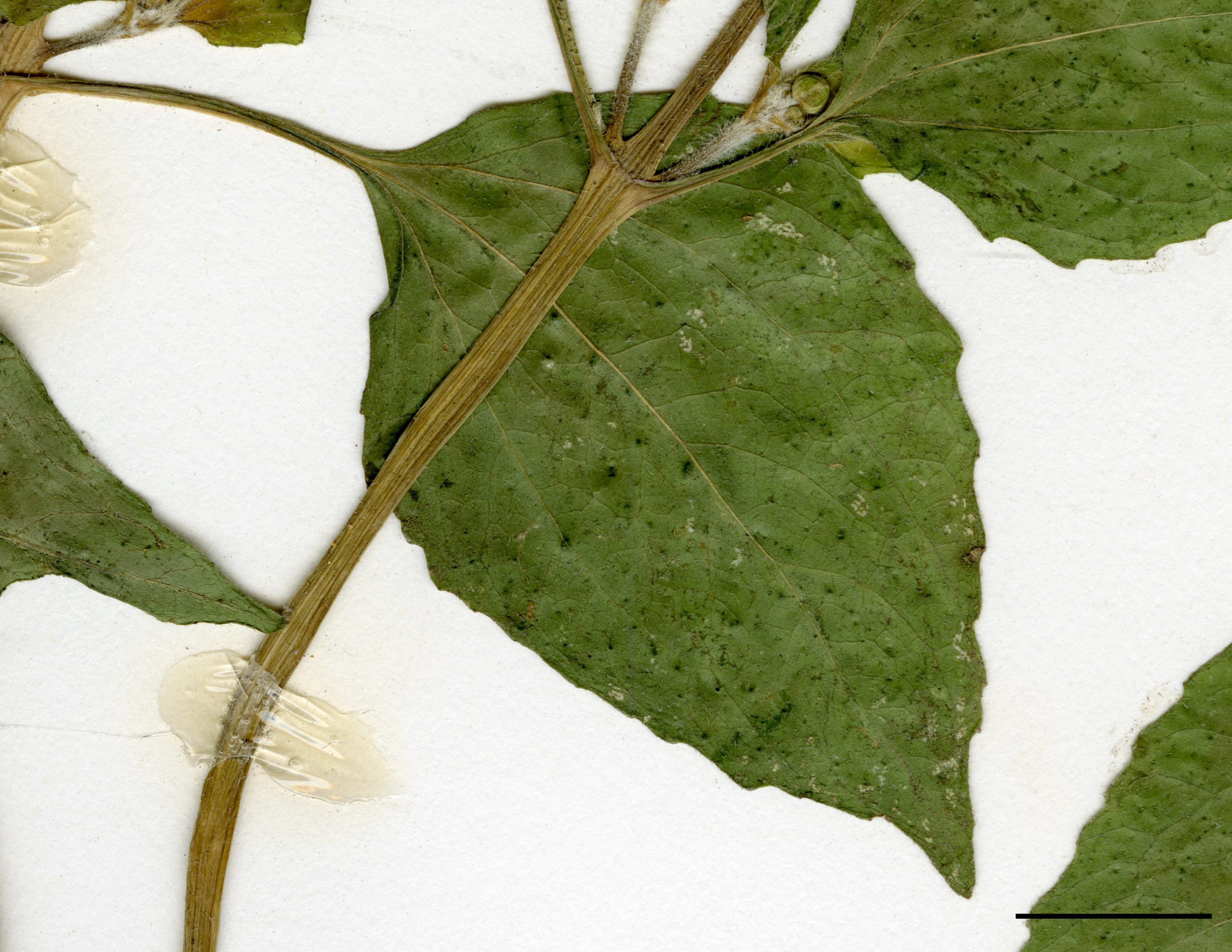 Feuilles de la tige largement ovées, faiblement dentées et pubescentes.